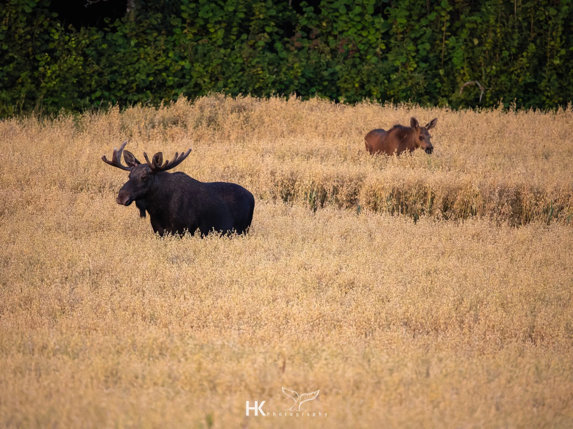 Schweden 2025-4086.jpg