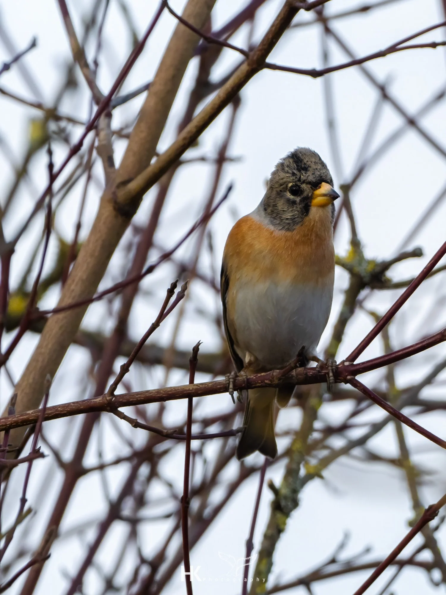 Berkfink, Fringilla montifringilla