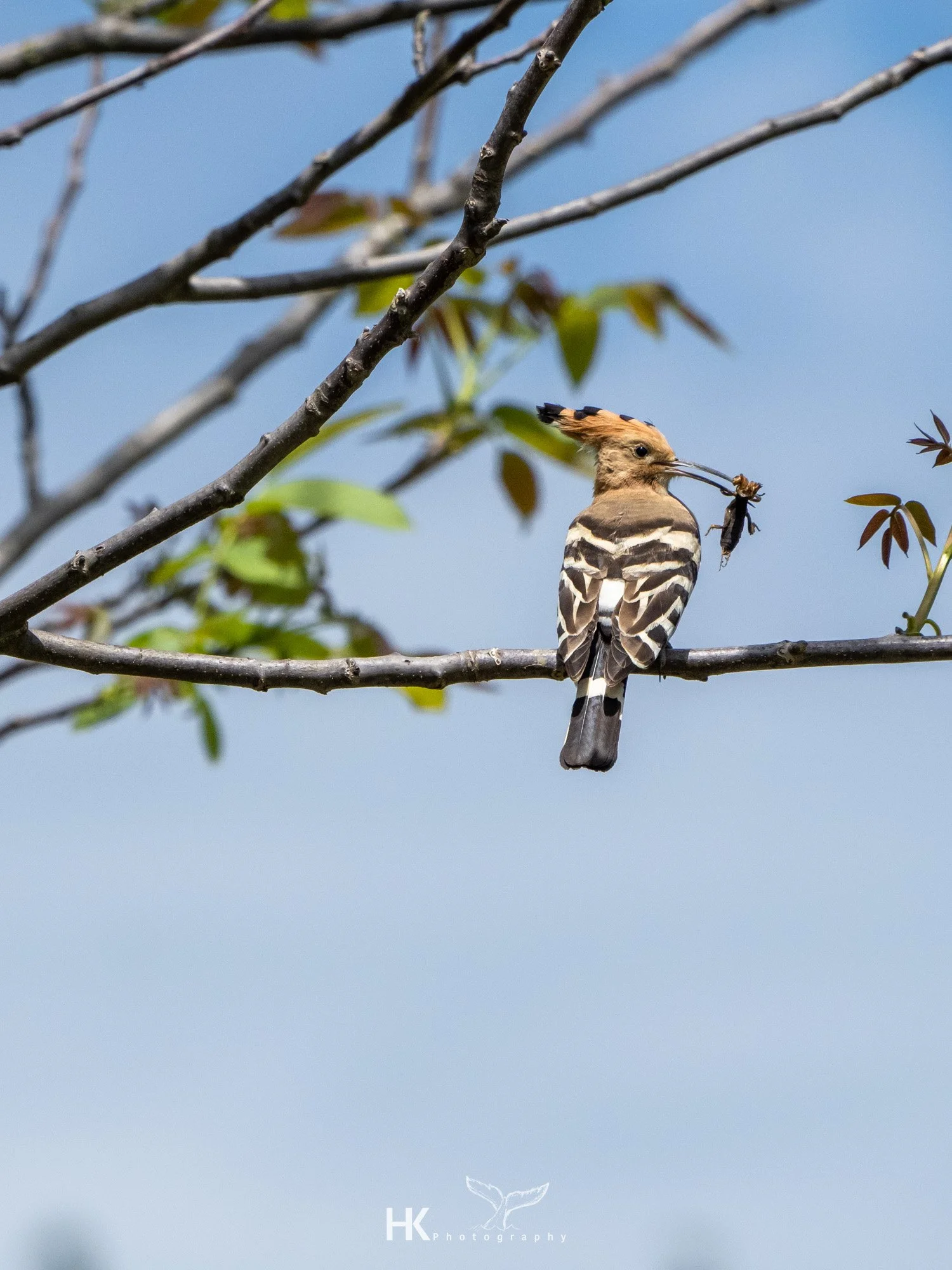Wiedehopf, Upupa epops