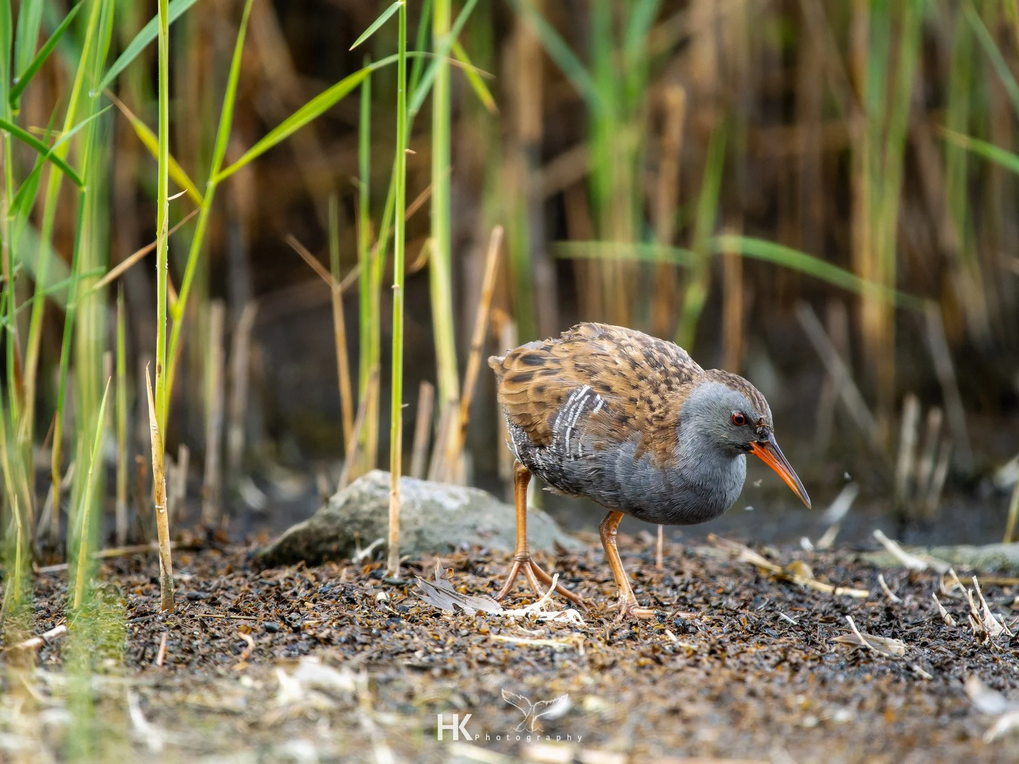 Wildlife Fotografie, Tier Fotografie