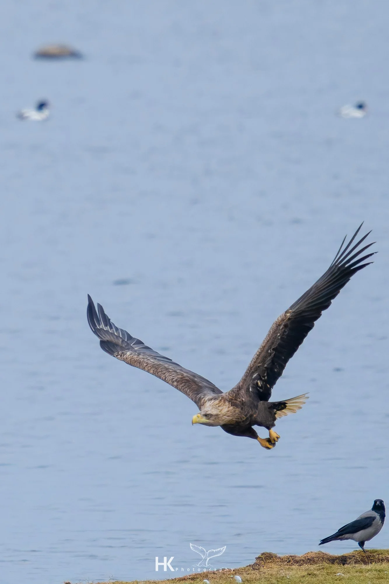 Seeadler, Haliaeetus albicilla
