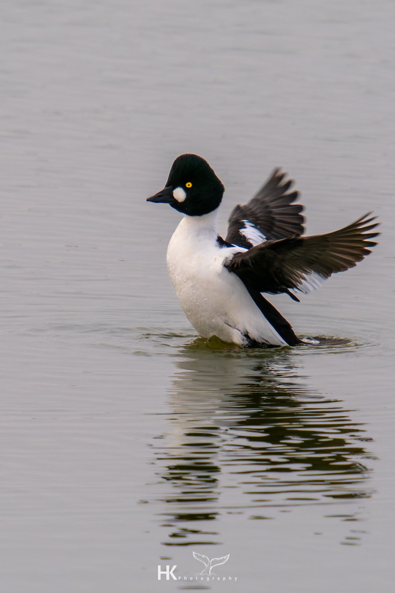 Schellente, Bucephala clangula