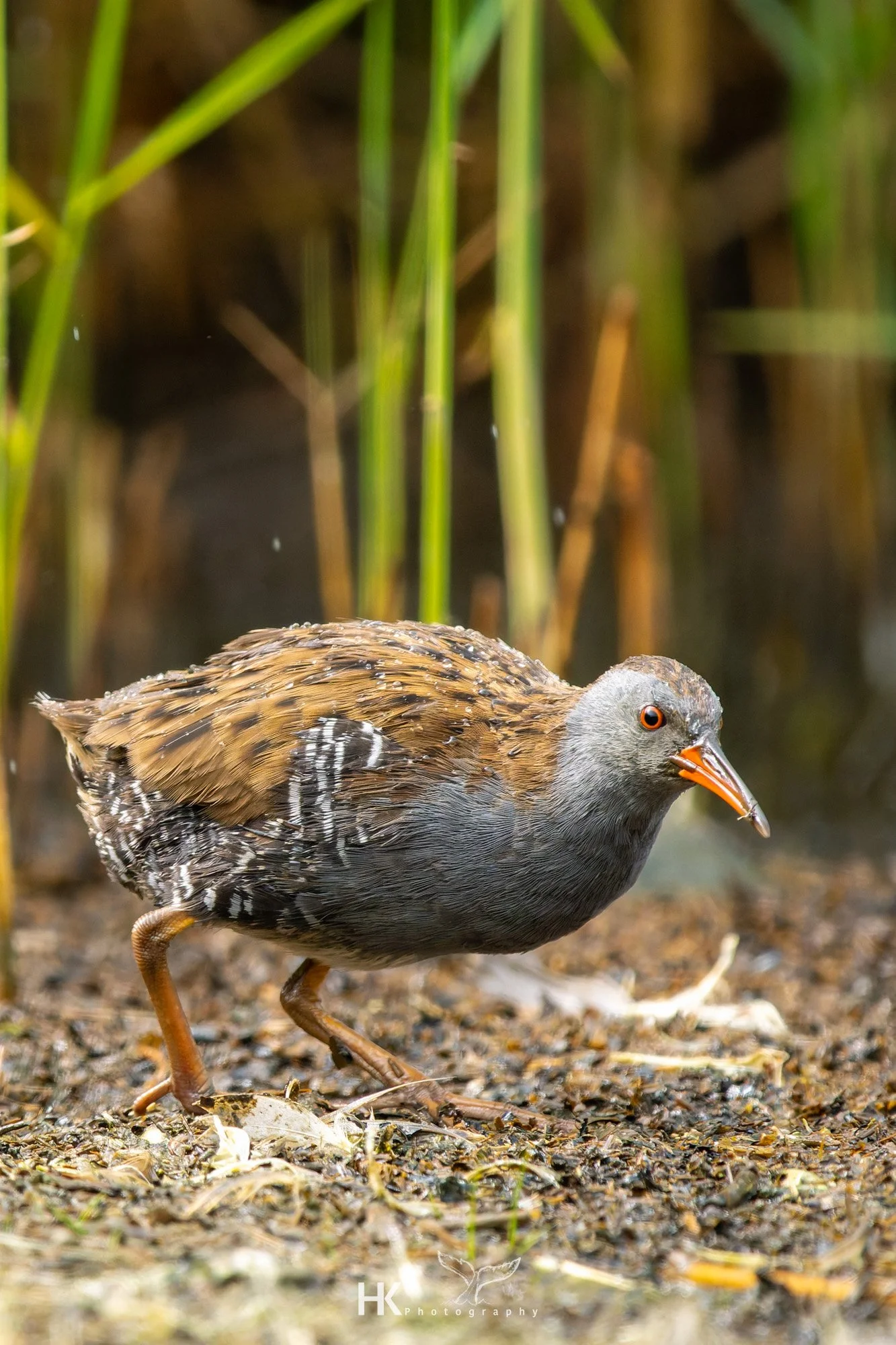 Wasserralle Rallus aquaticus