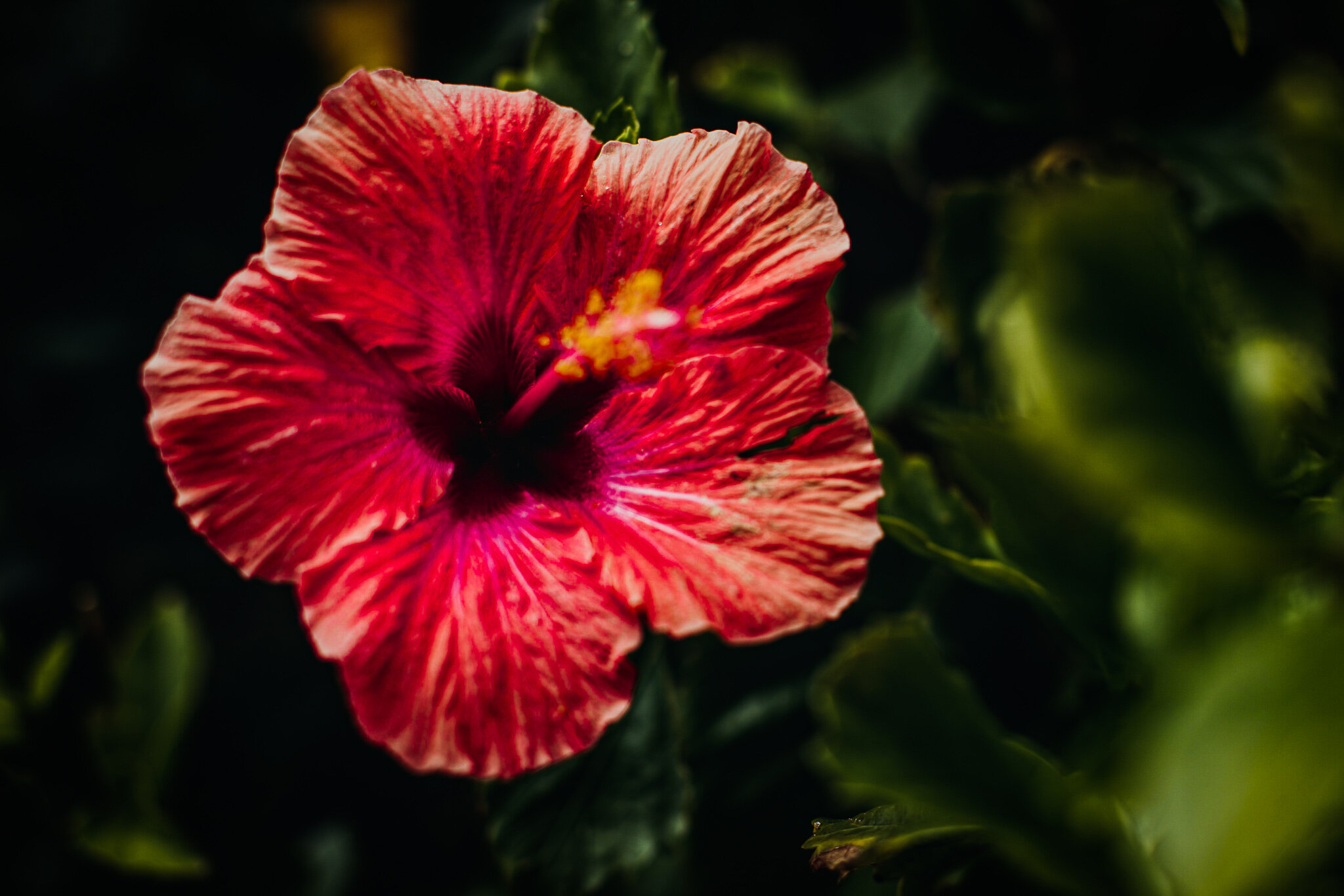 Hibisco | Flor de Jamaica — Desirée Piña · Bienestar Holístico