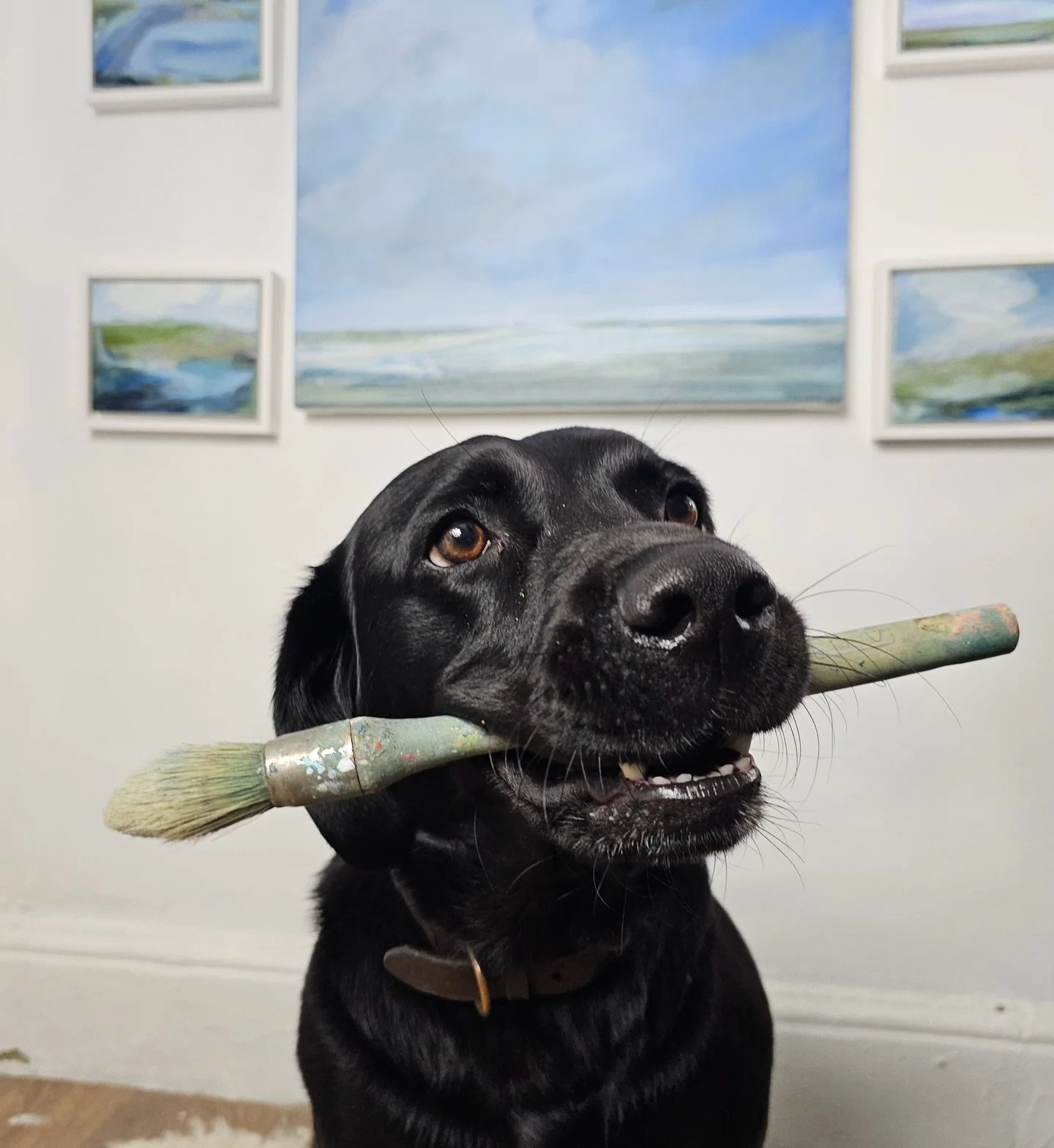 My ever helpful and attentive studio assistant. 
#studiodogs #nnopenstudios #northnorfolkartist