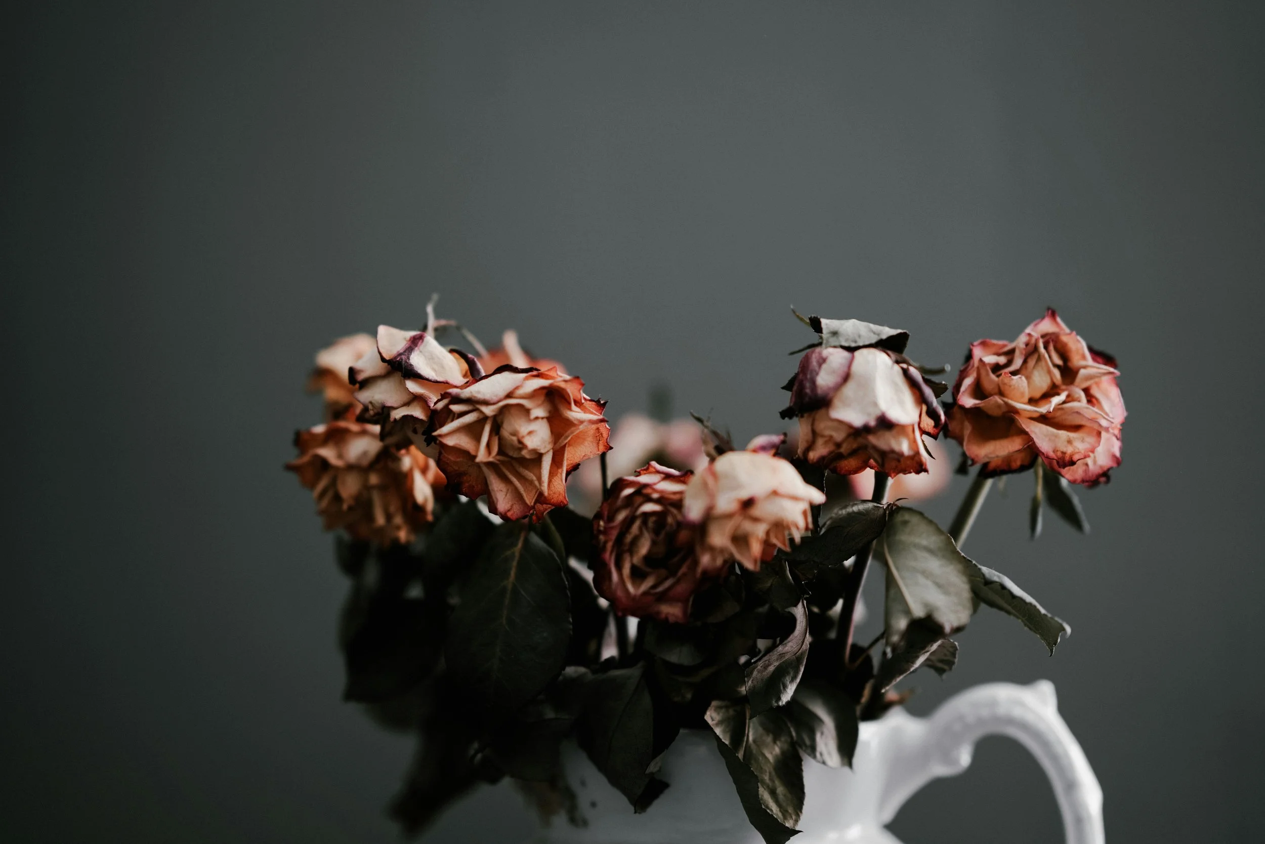 wilted pink roses in a vase