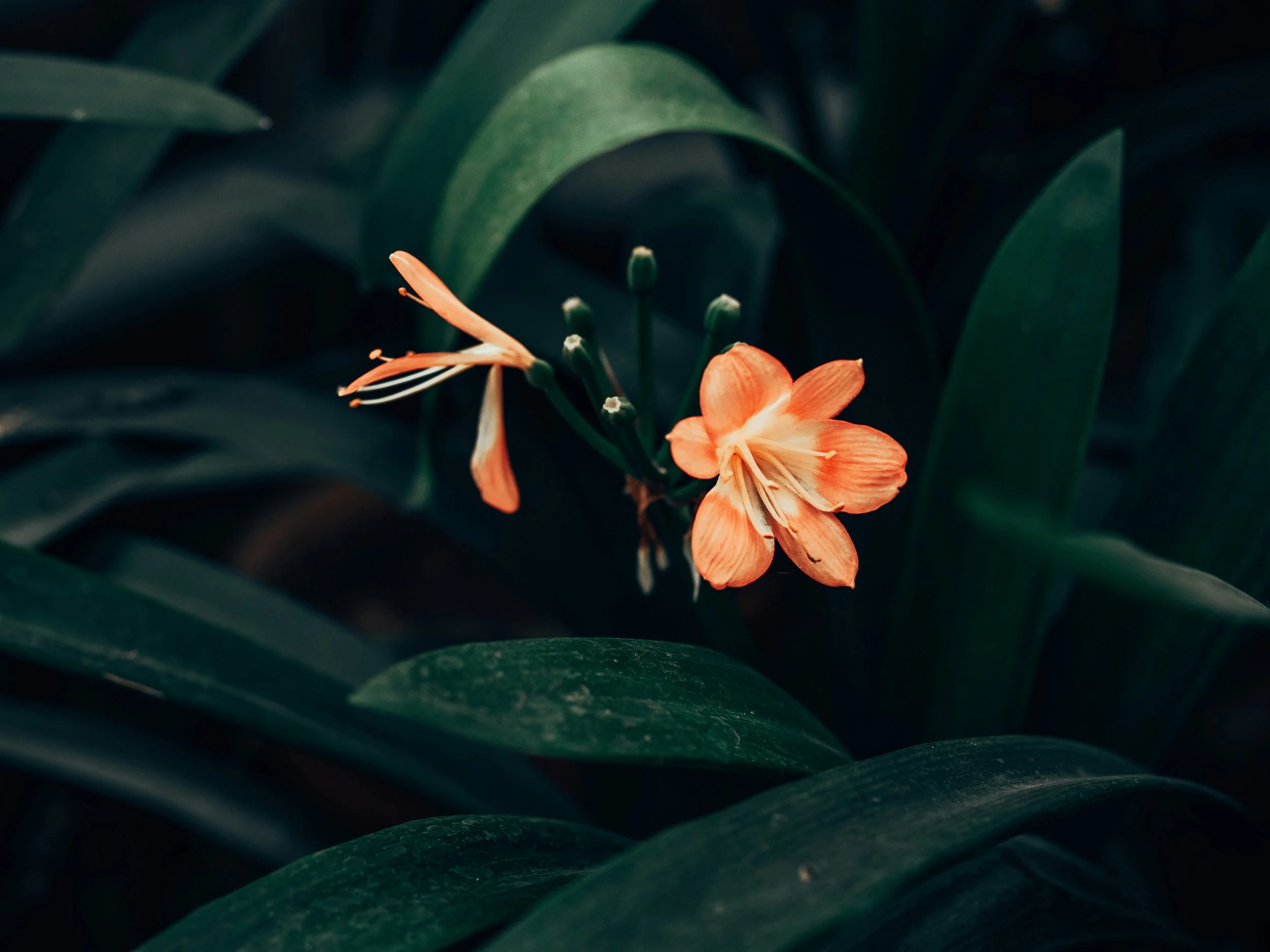 Orange flowers with dark green leaves