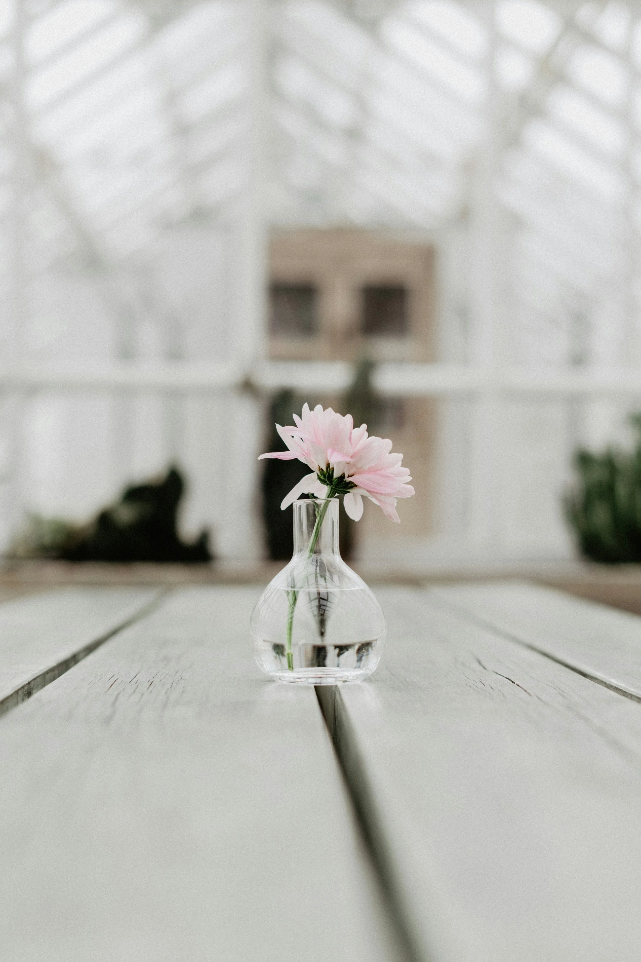 a pink flower in a vase on a table