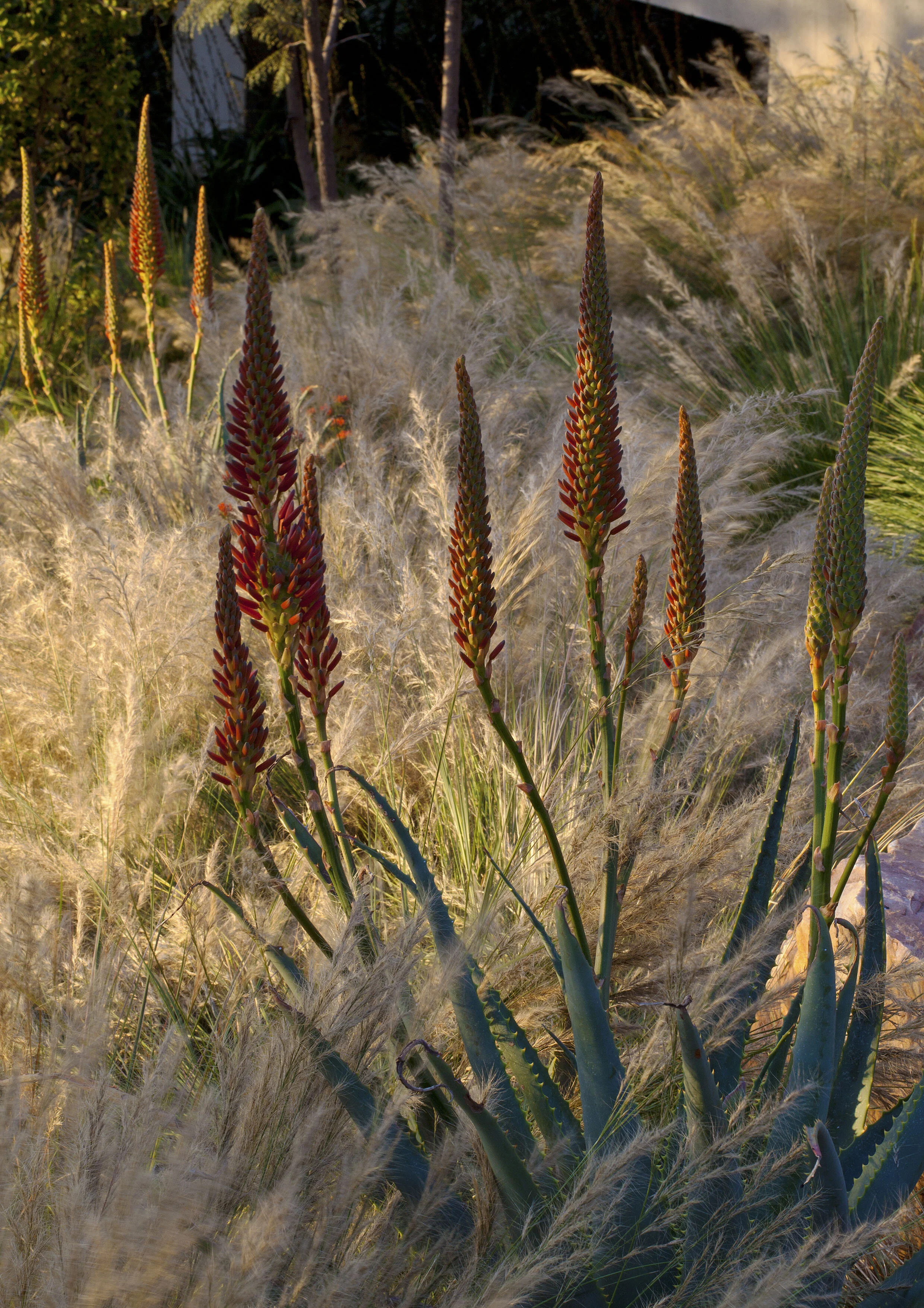 Tim Steyn Landscaping