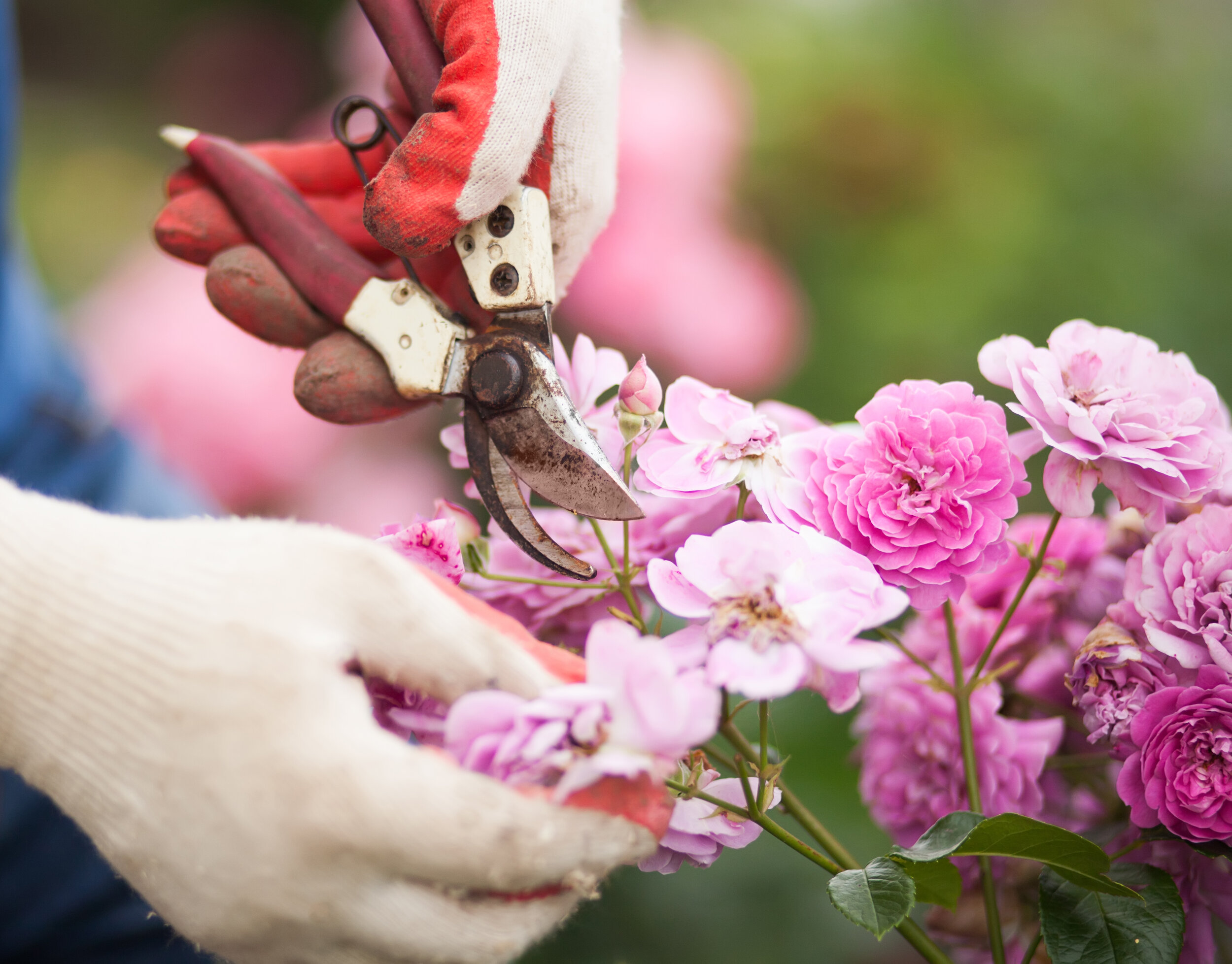 Depositphotos_162787672_xl-2015.jpg