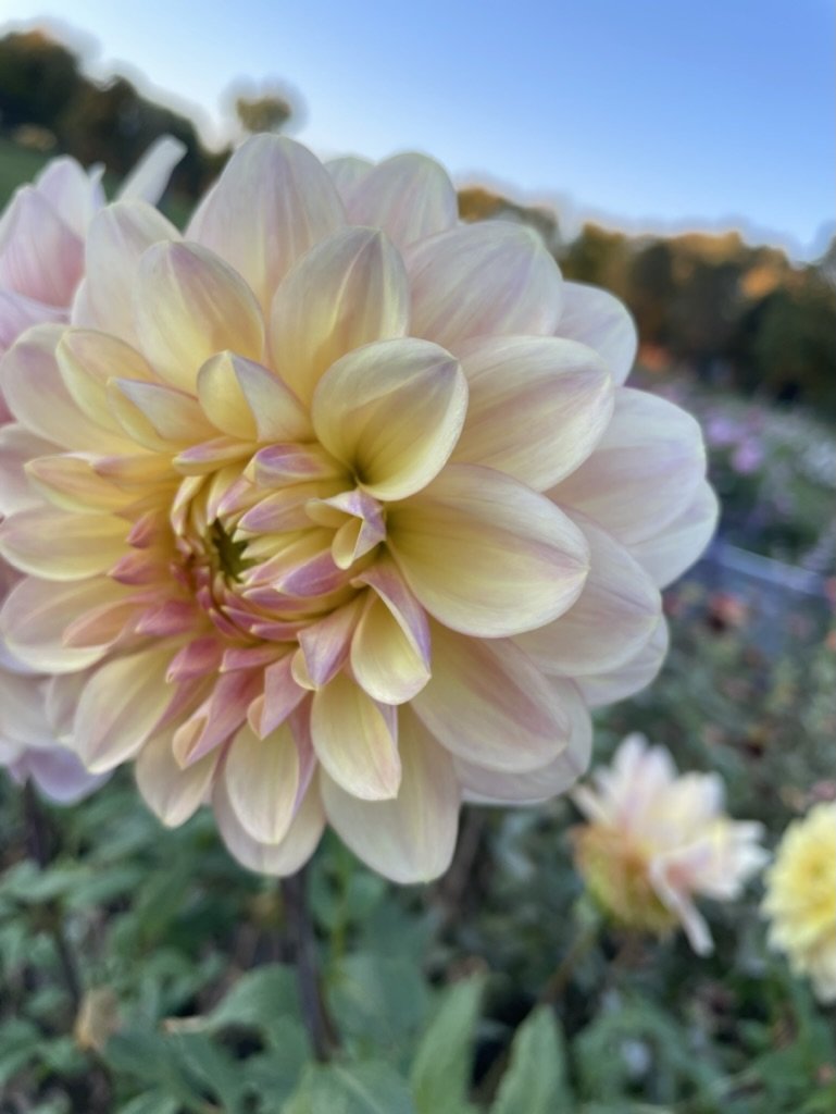 Wyn's New Pastel