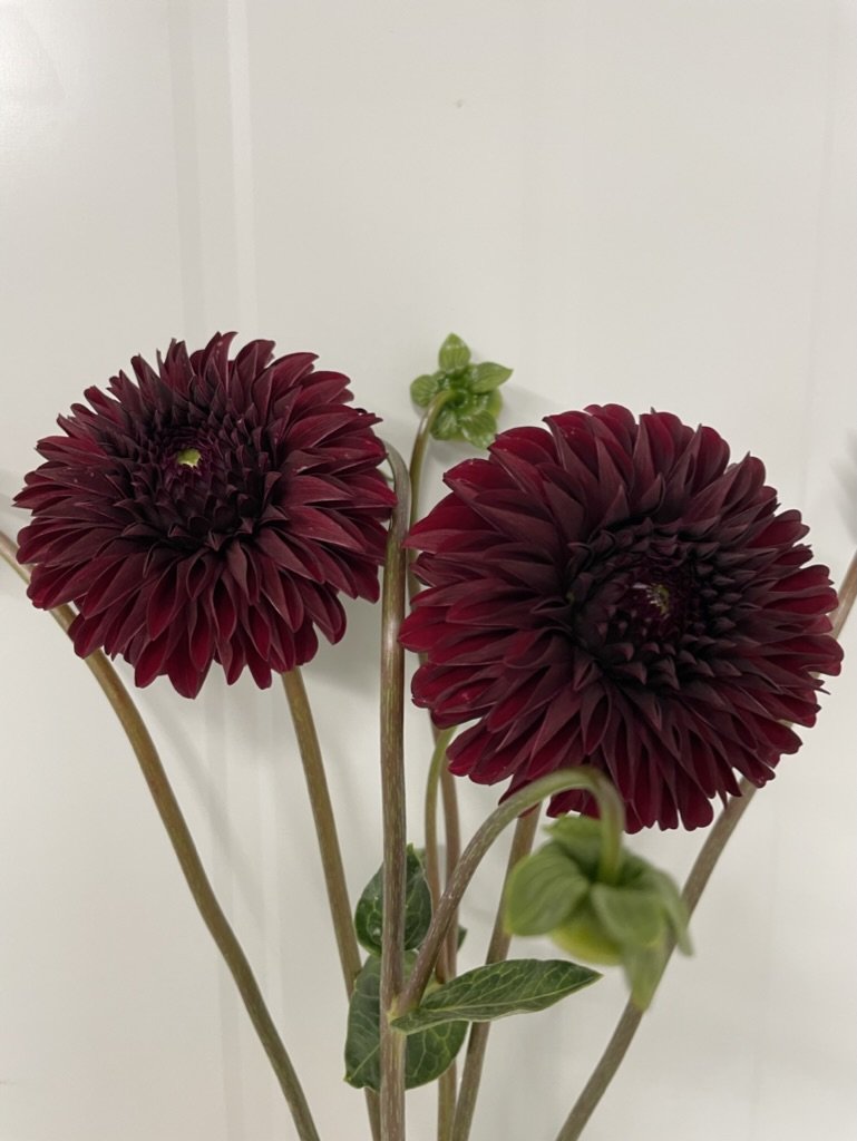 Rivers Black Cherry
