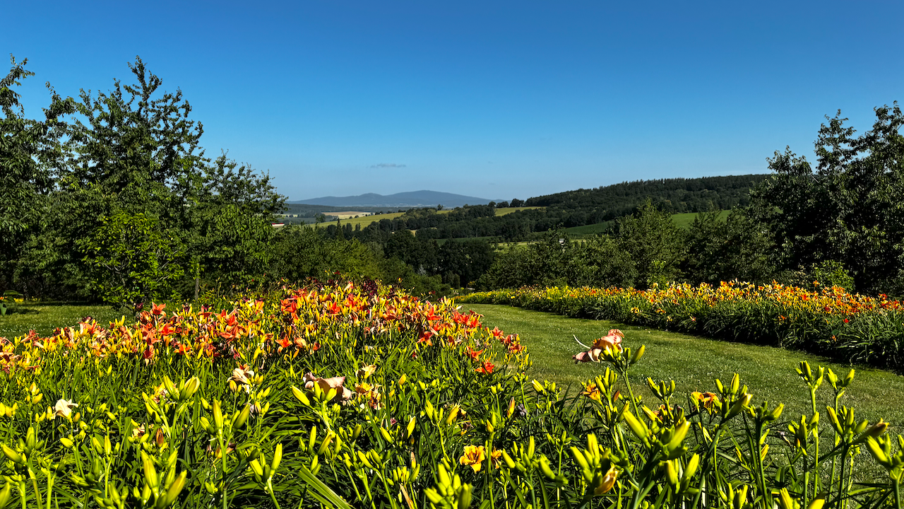 #19. Arboretum Wojsławice