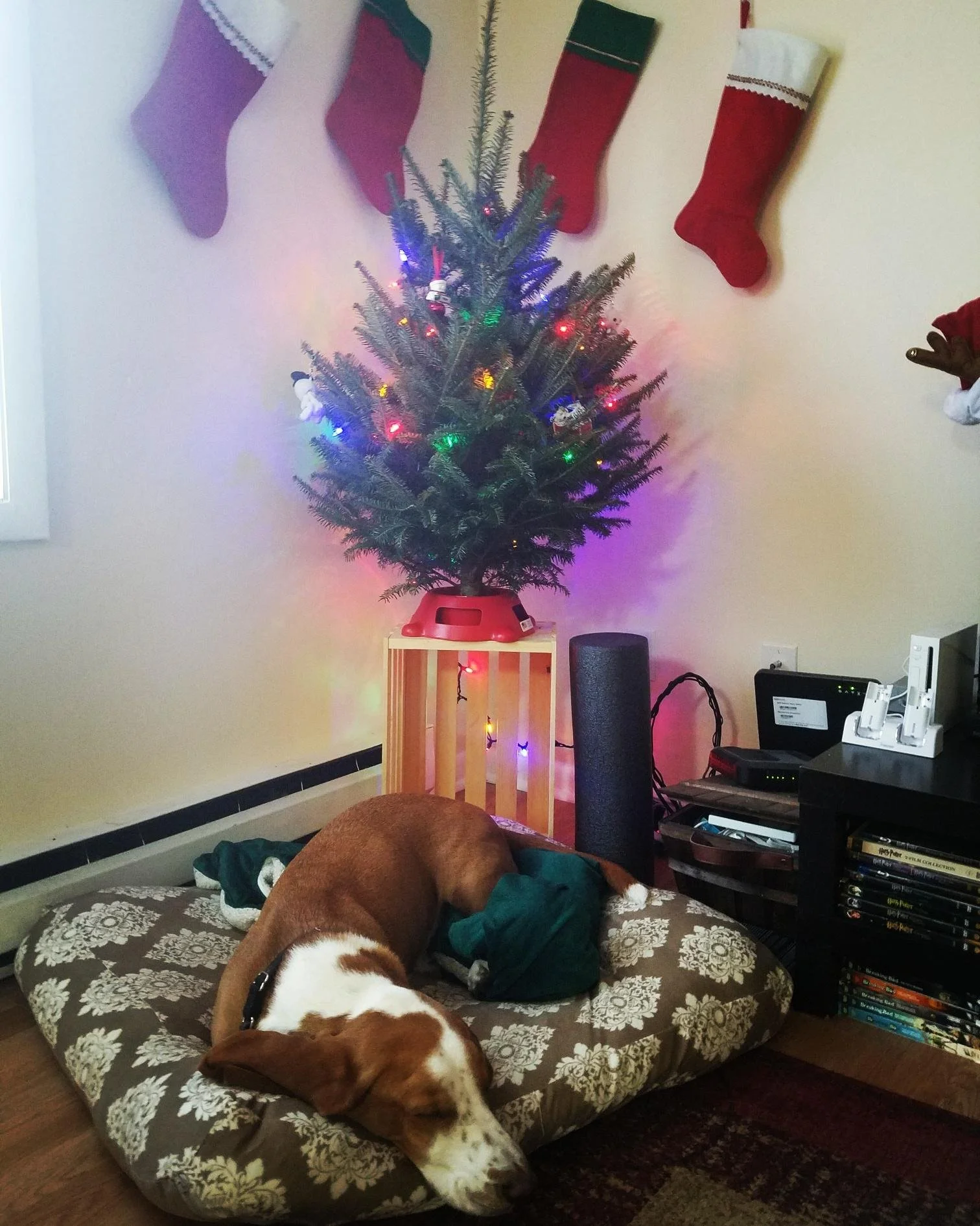 Orellana Tree Boone.jpg