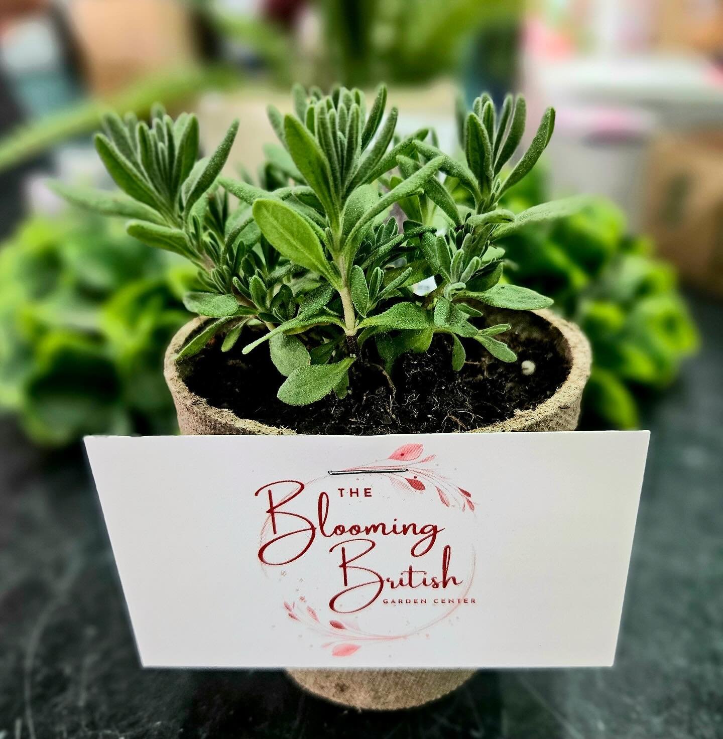 In honor of Earth Day, #DowntownHamptonVA has partnered with Mercury Garden Center, now &lsquo;The Blooming British Garden Center&rsquo; to hand out FREE potted plants to customers! 🌱 

Stop by the week of April 22nd at participating locations while
