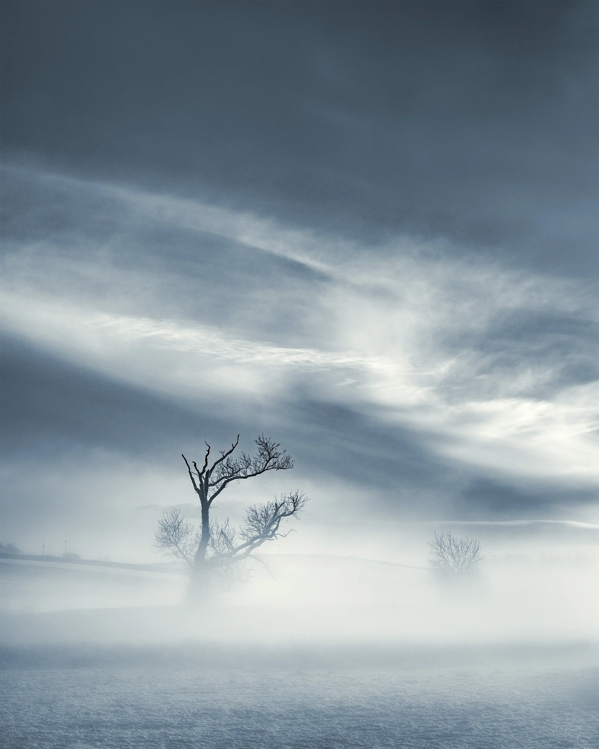 Misty Tree, Cartmel