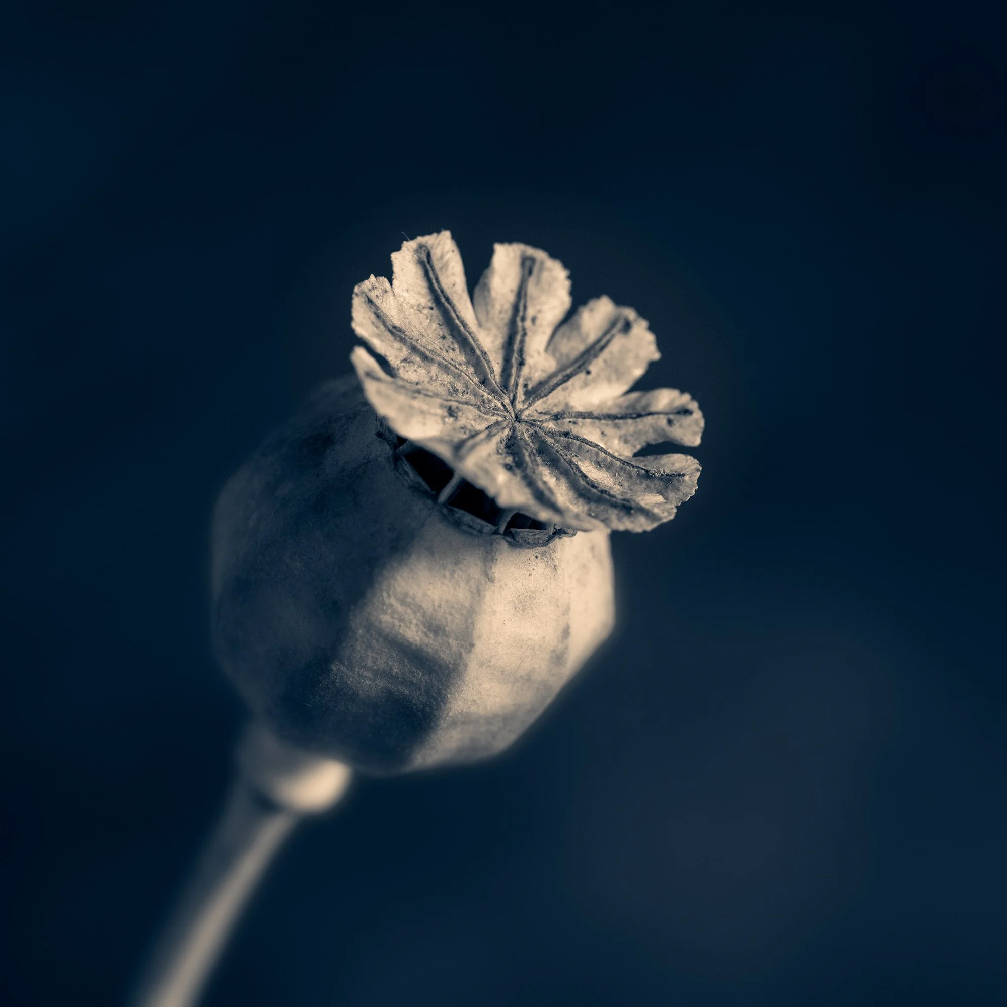 Poppy Seed Head