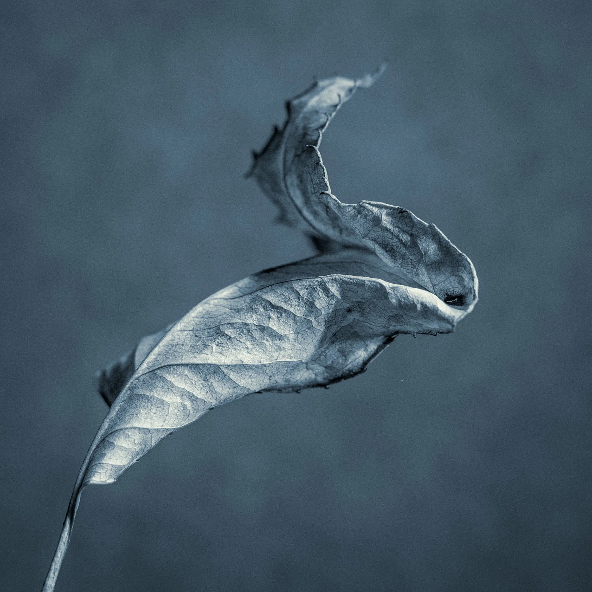 Dead Leaf, Torchlight