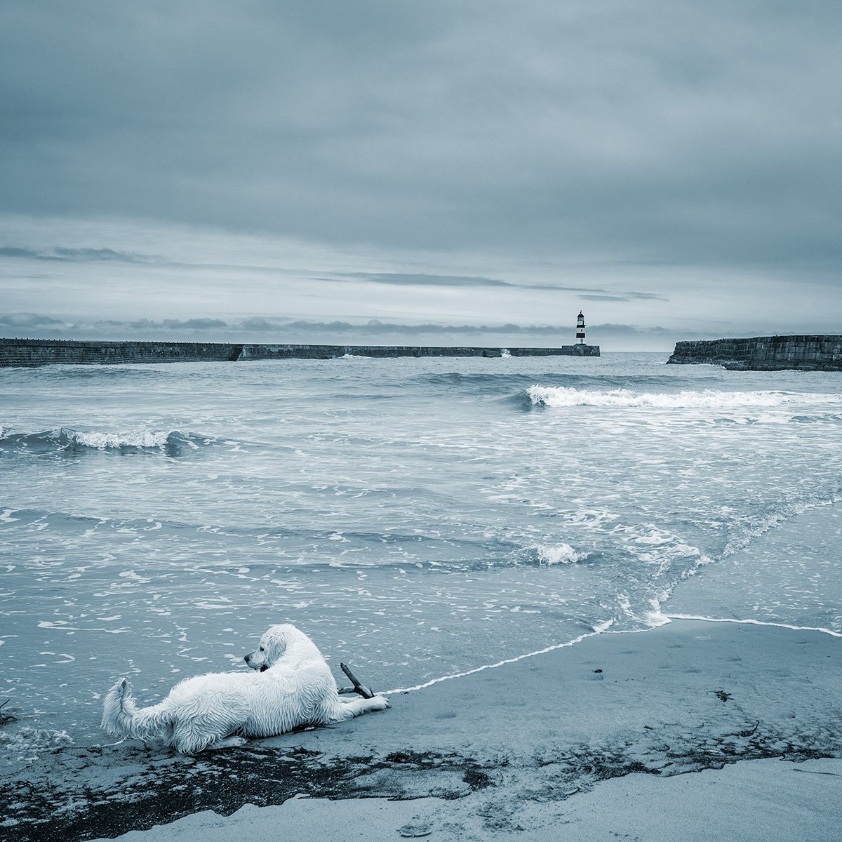 Three Walkers and Two Dogs