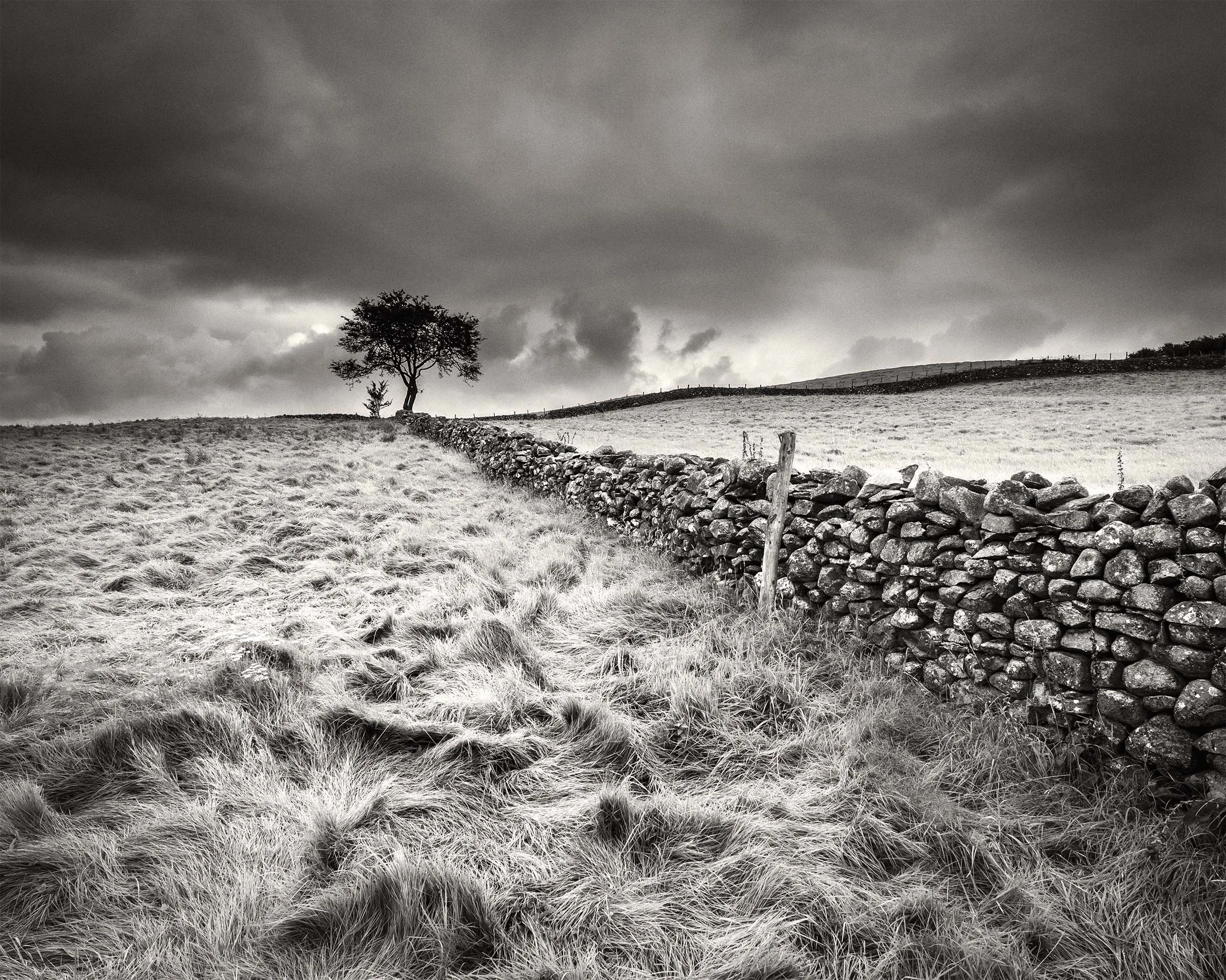 Tree and Wall, The Green