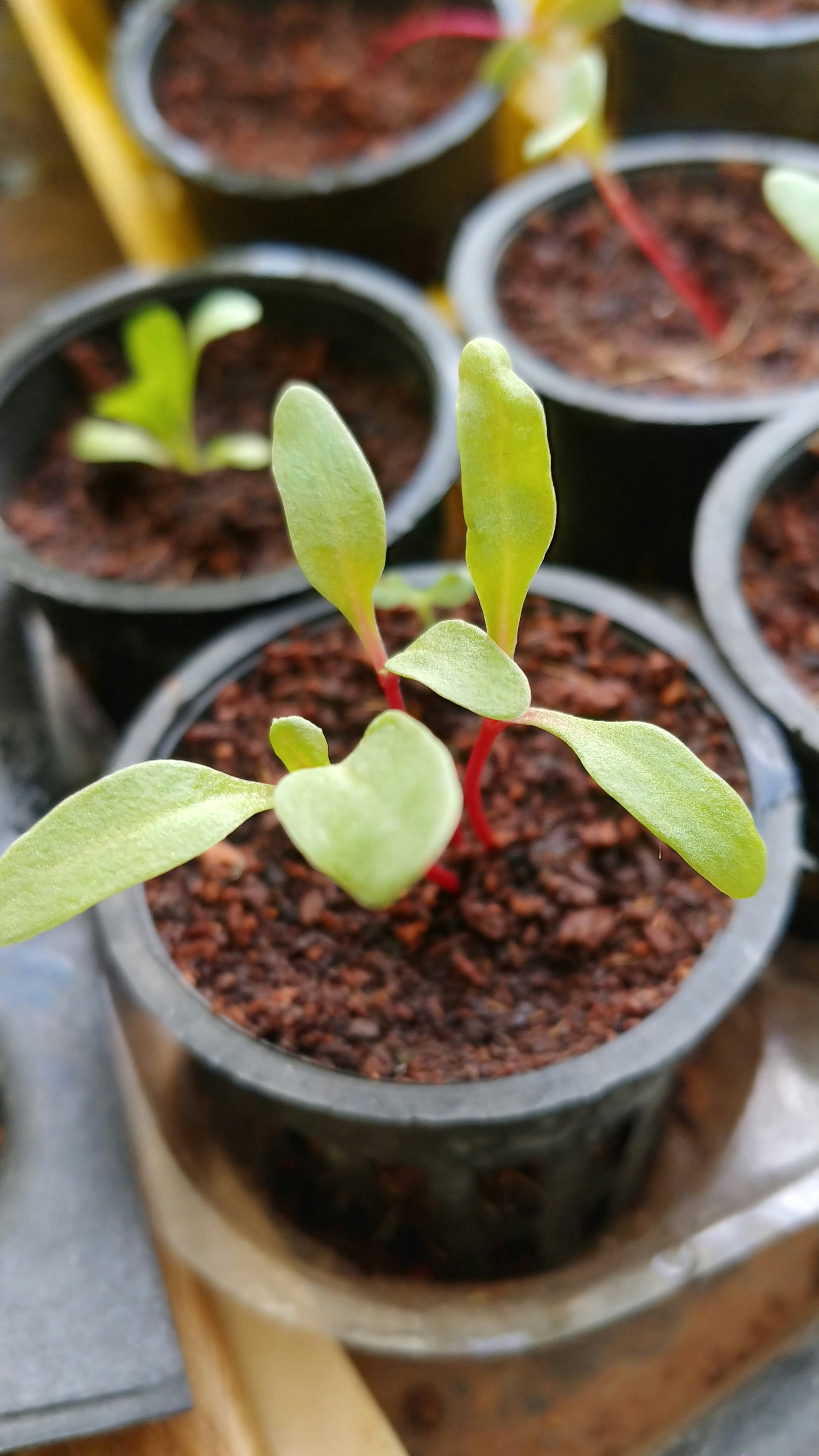Individual Seedling