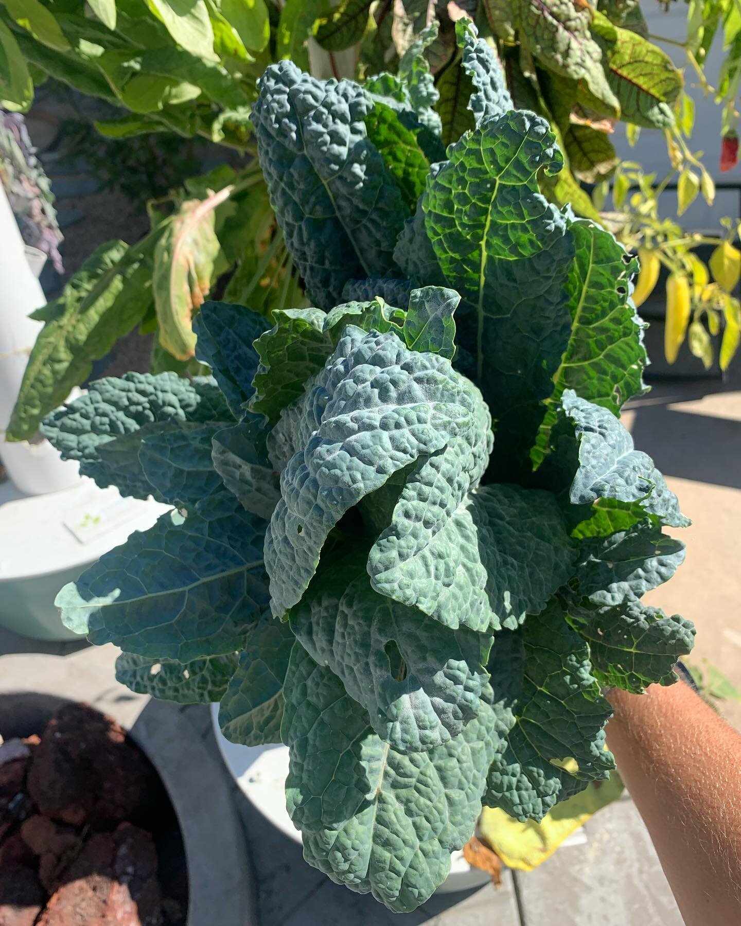 Harvest day!  Kale, sorrel, basil, cilantro and peppers heading to our friends @newdirectionsforveterans  #bhcf #community #giveback #urbanfarming #hydroponics