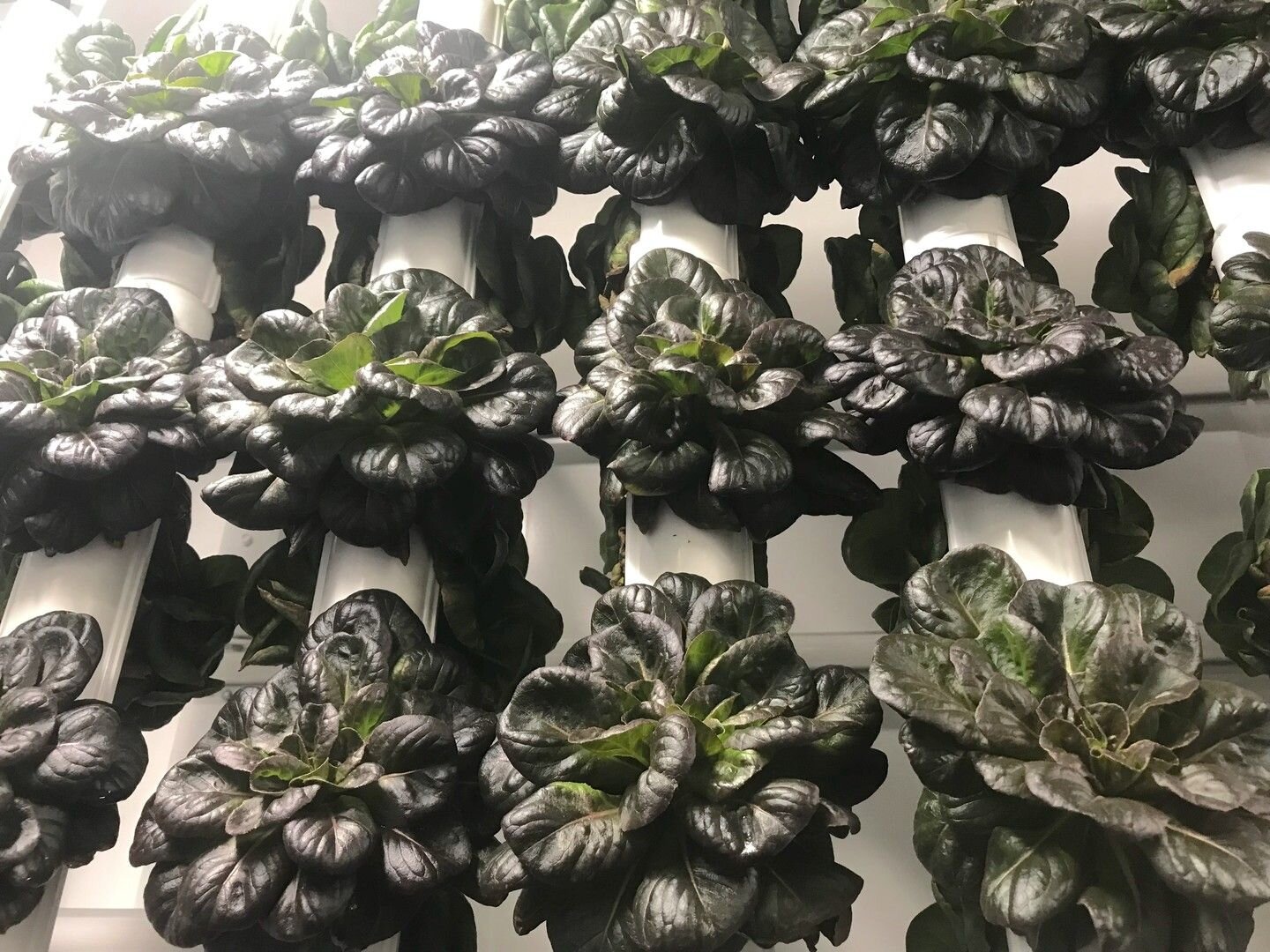 Hyper-local, nutrient-dense, red butterhead lettuce will soon be available to you! 💚 @farmboxfoods shares how you can have fresh greens year round with #hydroponics

Click the link in bio or visit our @networkforgood page to donate: https://beverlyh