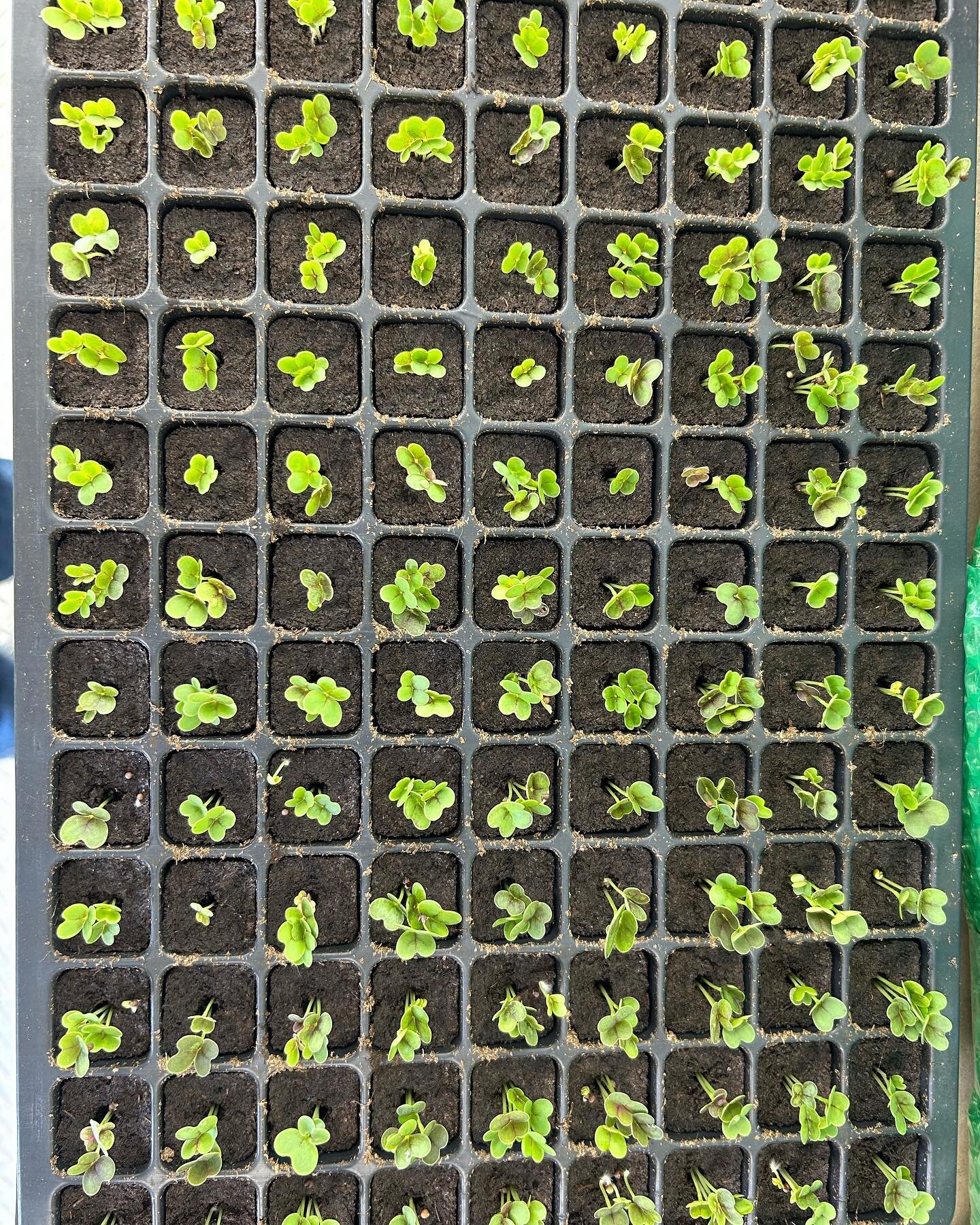 Seedlings are thriving and will soon be in our grow walls!  Our container is finally here and we can&rsquo;t wait to show it off! #citygreens #hydroponics #growlocal #urbanfarming #farmboxfoods