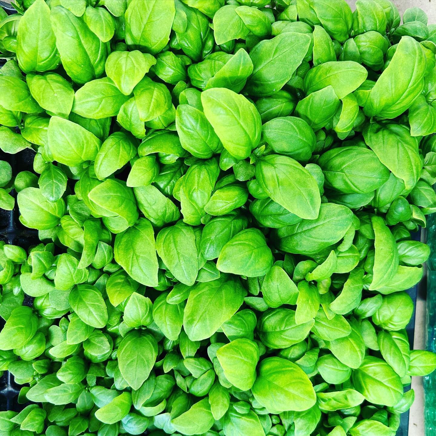 Fresh basil coming soon!  Stay tuned for where and when you can buy hyper-local, fresh basil!  #citygreensfarm #hydroponics #urbanfarming #community #growlocal #togetherwelearn #togetherwegrow #farmboxfoods