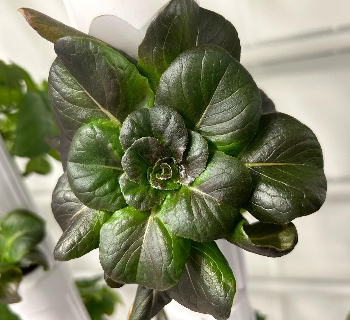 Hydroponic red butterhead coming soon!  Will be available for purchase at our ribbon cutting on April 16th!  Rsvp on our website to save your spot. #citygreens #urbanfarming #hydroponics #eatlocal #growlocal #knowyourfarmer #community