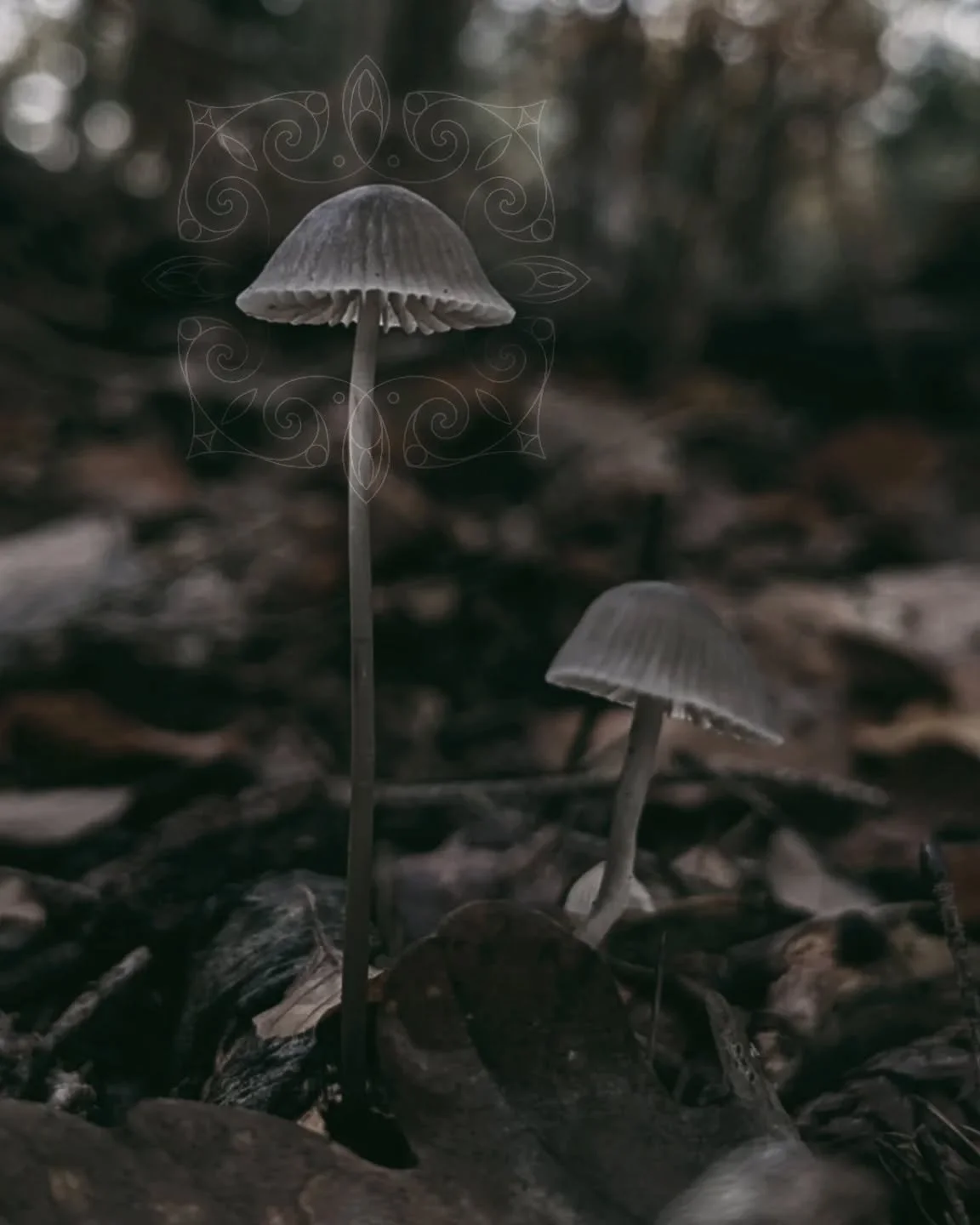 I am fascinated with the world of mycelium that lives amongst the soil and I'm always overjoyed when mushroom season begins - they are such a lovely reminder that everything is connected, everything is cyclical and nothing lasts forever. Caretakers o