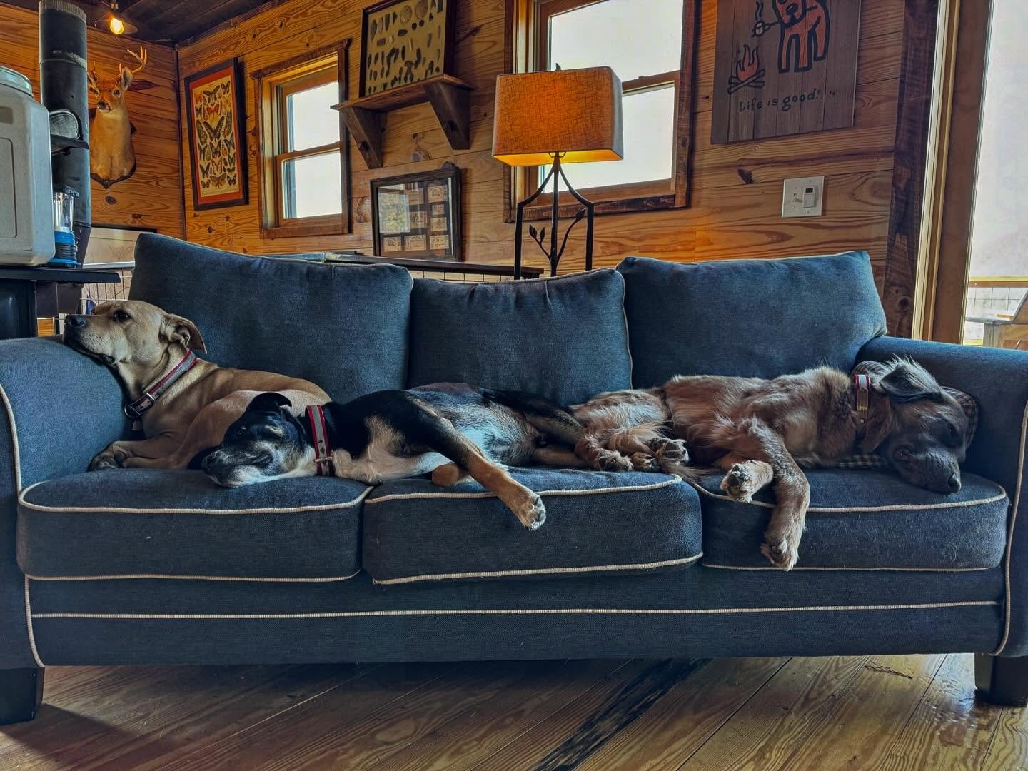 Pet very friendly. #brindlebarn #cabin #petfriendly