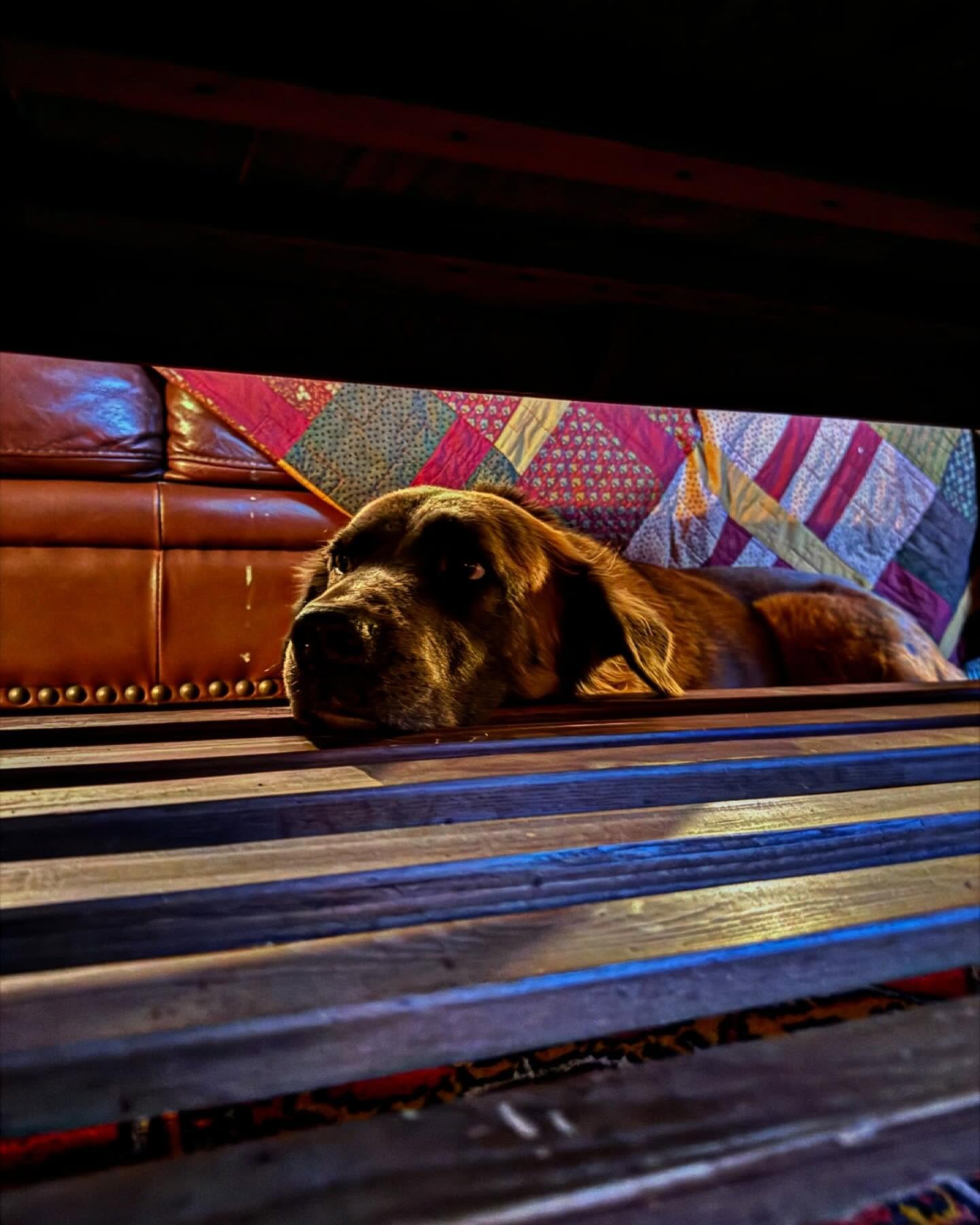 Under the coffee table, by the fire. #sugar #brindle