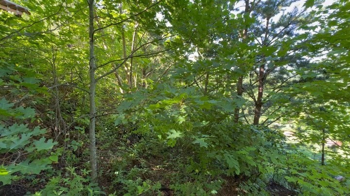 3 video walkthrough Brindle. #brindle