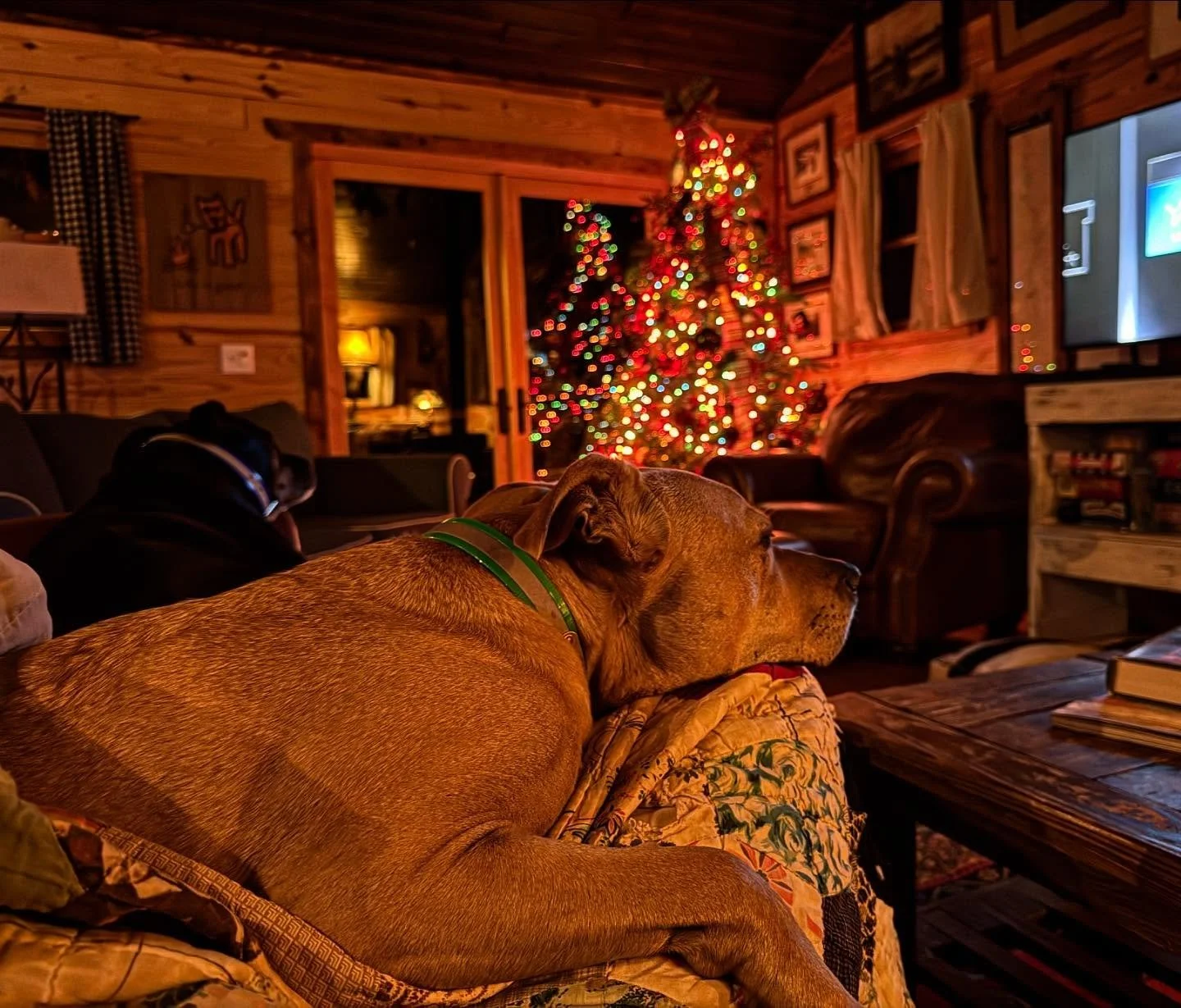 Bring your dogs. They love this place too. #verypetfriendly #brindle #cabinrental #blueridgemountains