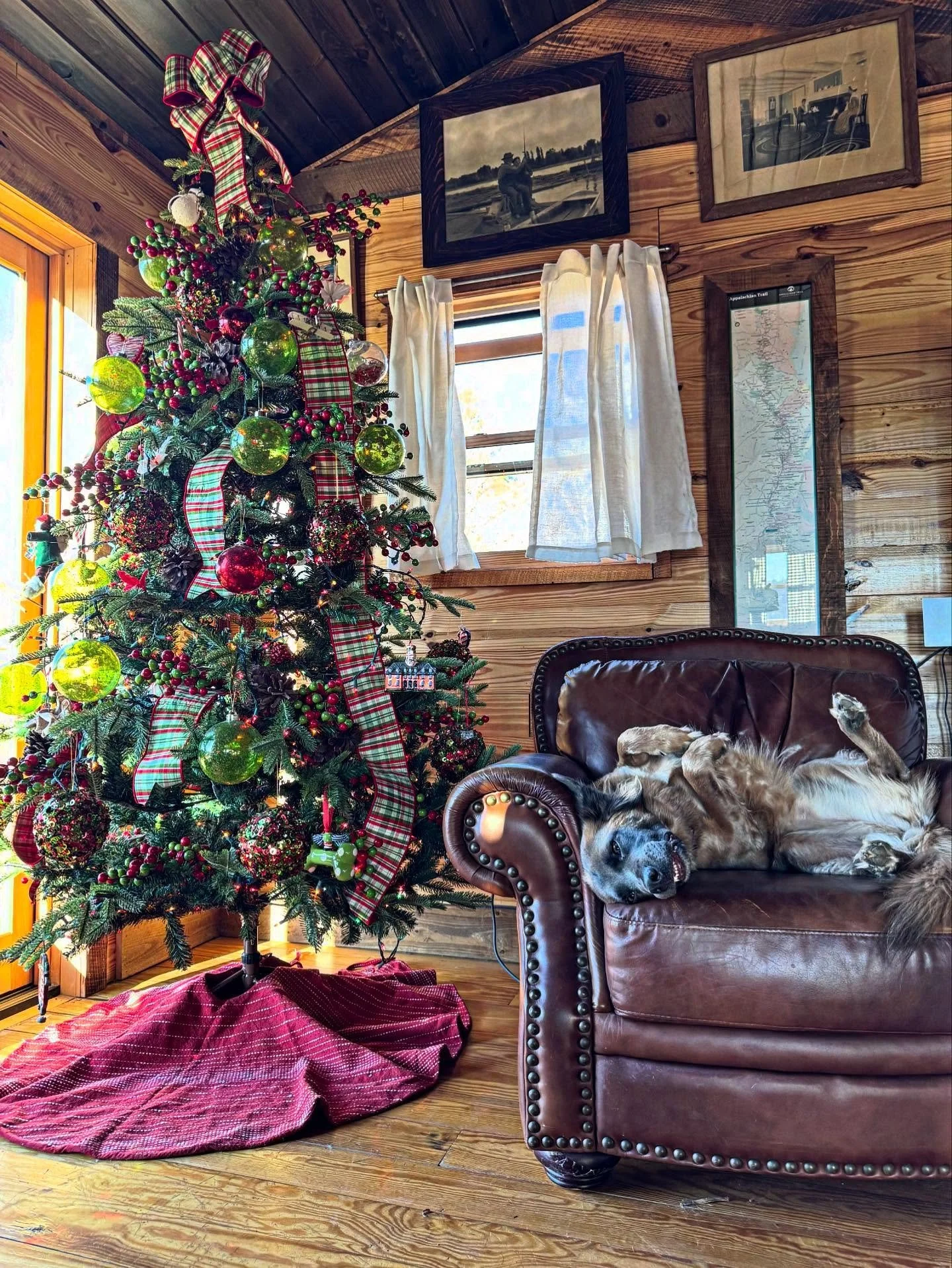 It&rsquo;s a dog Christmas this year. #🎄 #brindlebarn