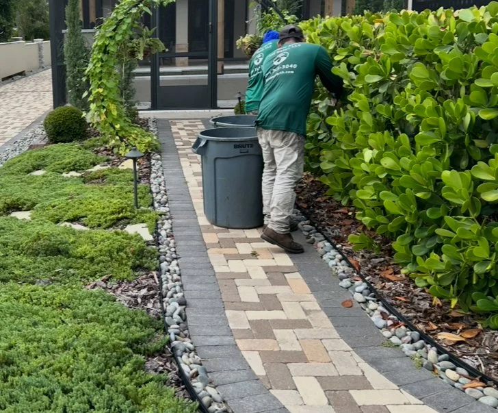 A backyard scene with a well-manicured green lawn, a row of palm trees along a white fence, decorative lighting, and power lines in the background during sunset or twilight.