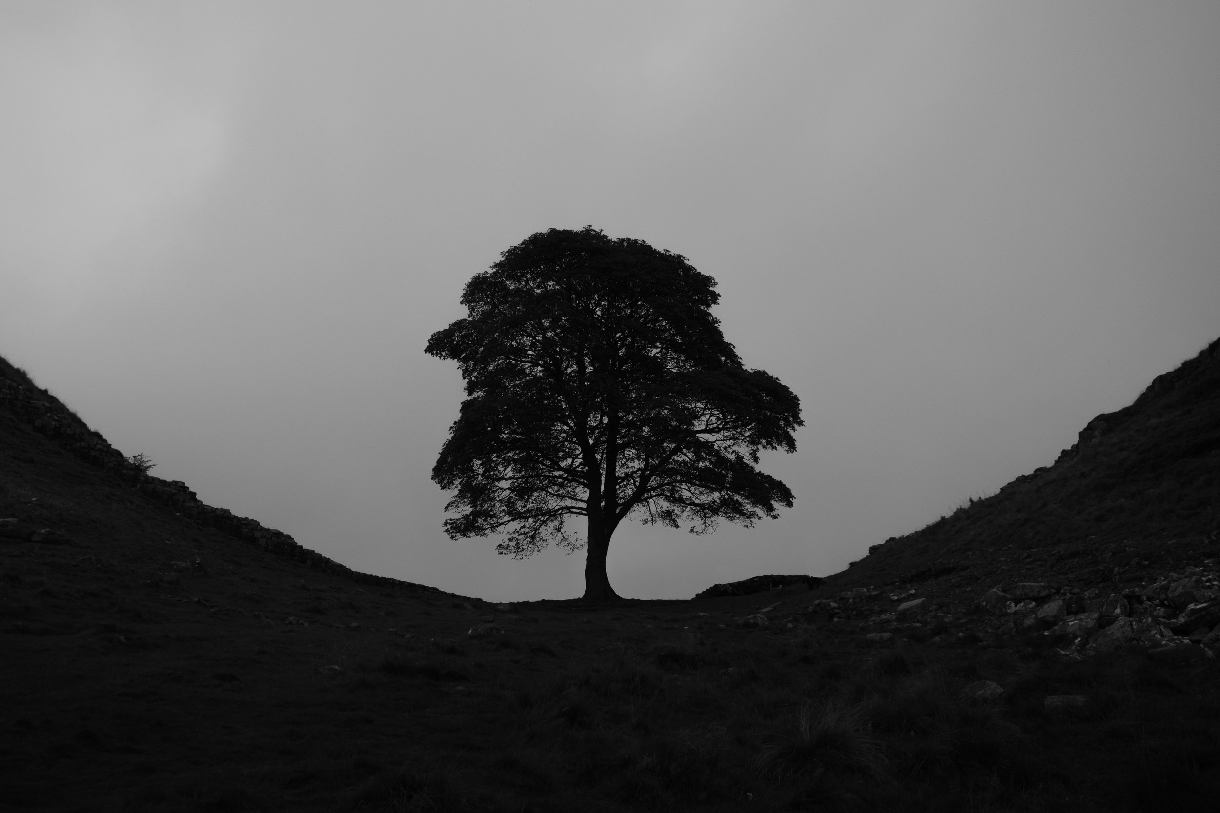 11 AM: Shotover Hill: Oak Tree, 12 Month Exposure' by Ian Dudley