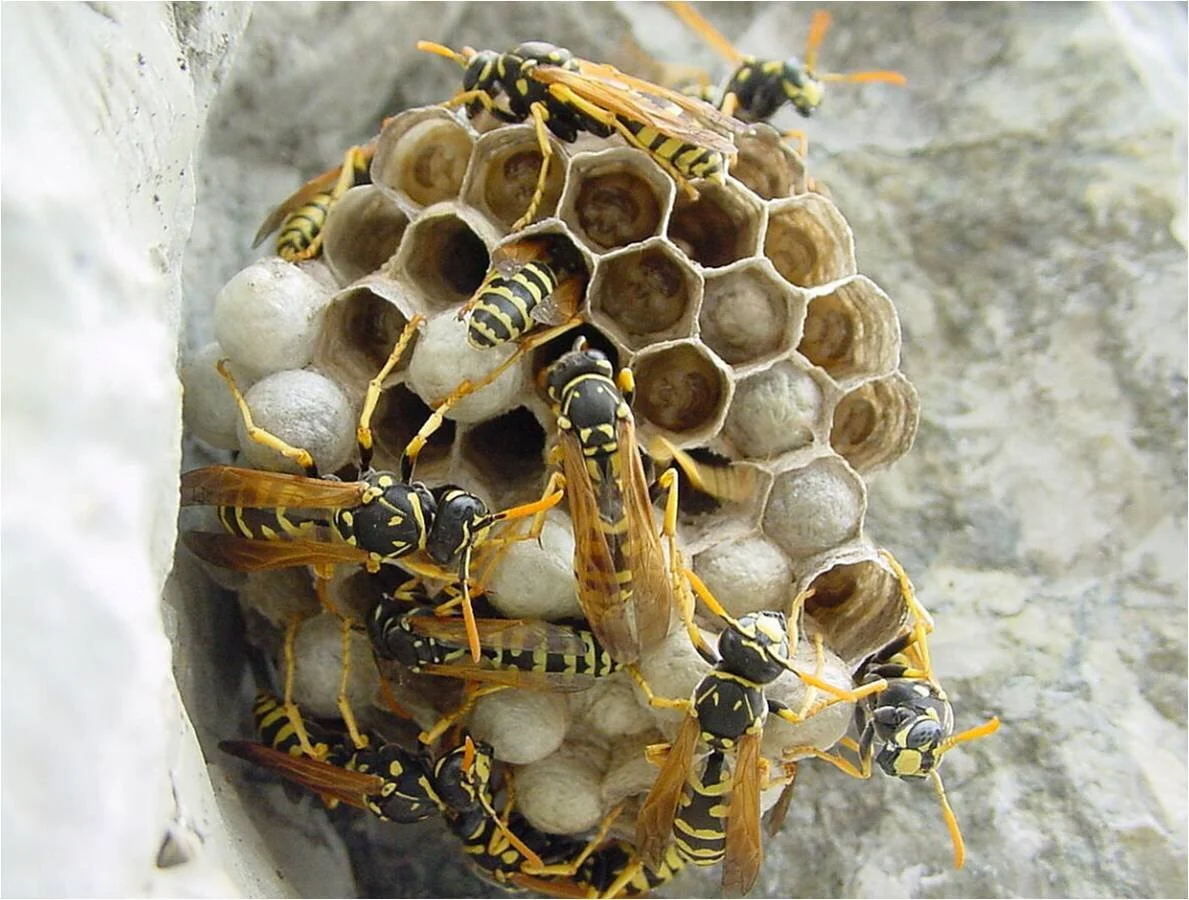 zio - bees.jpg
