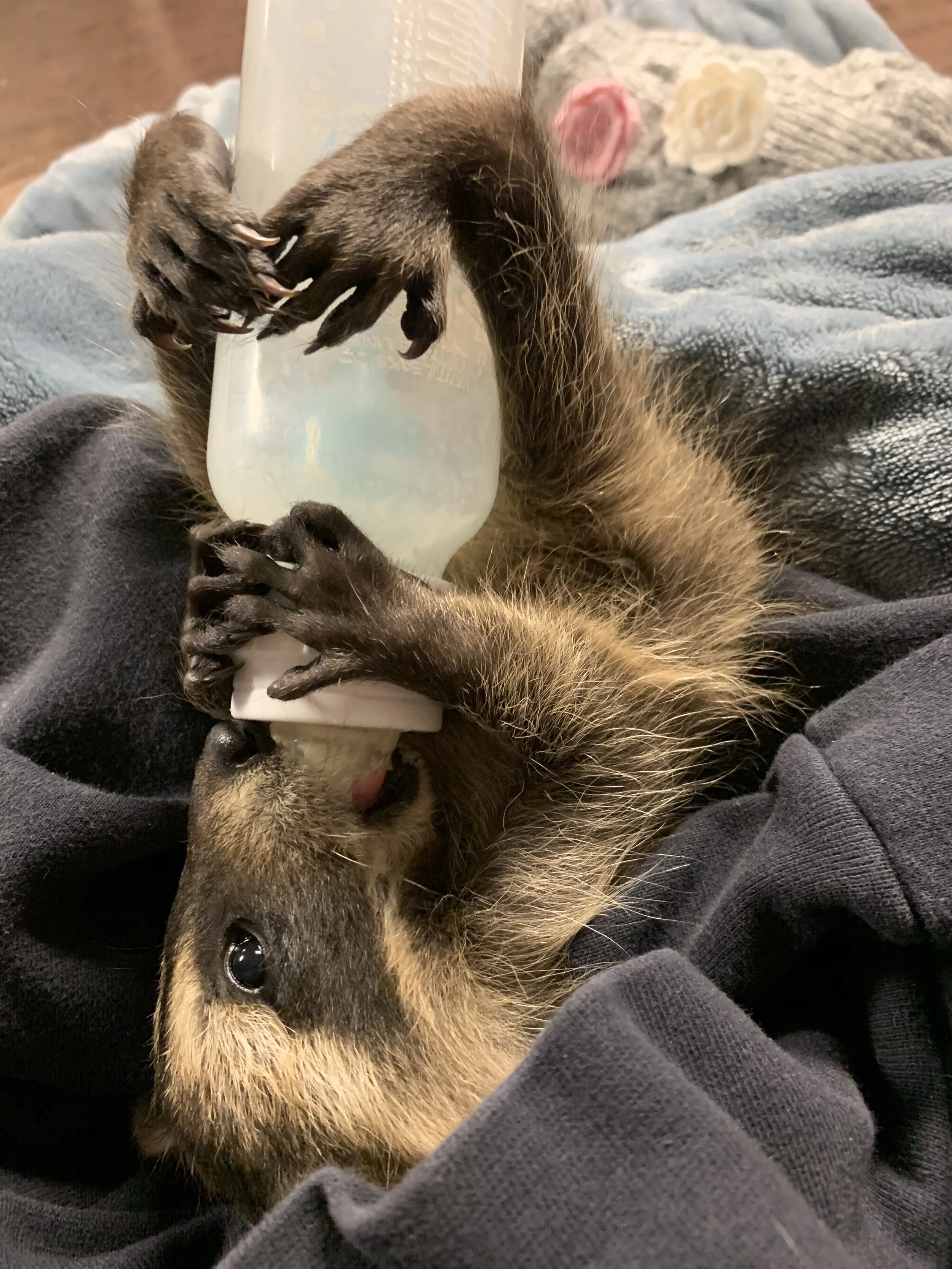 coon with bottle.jpg