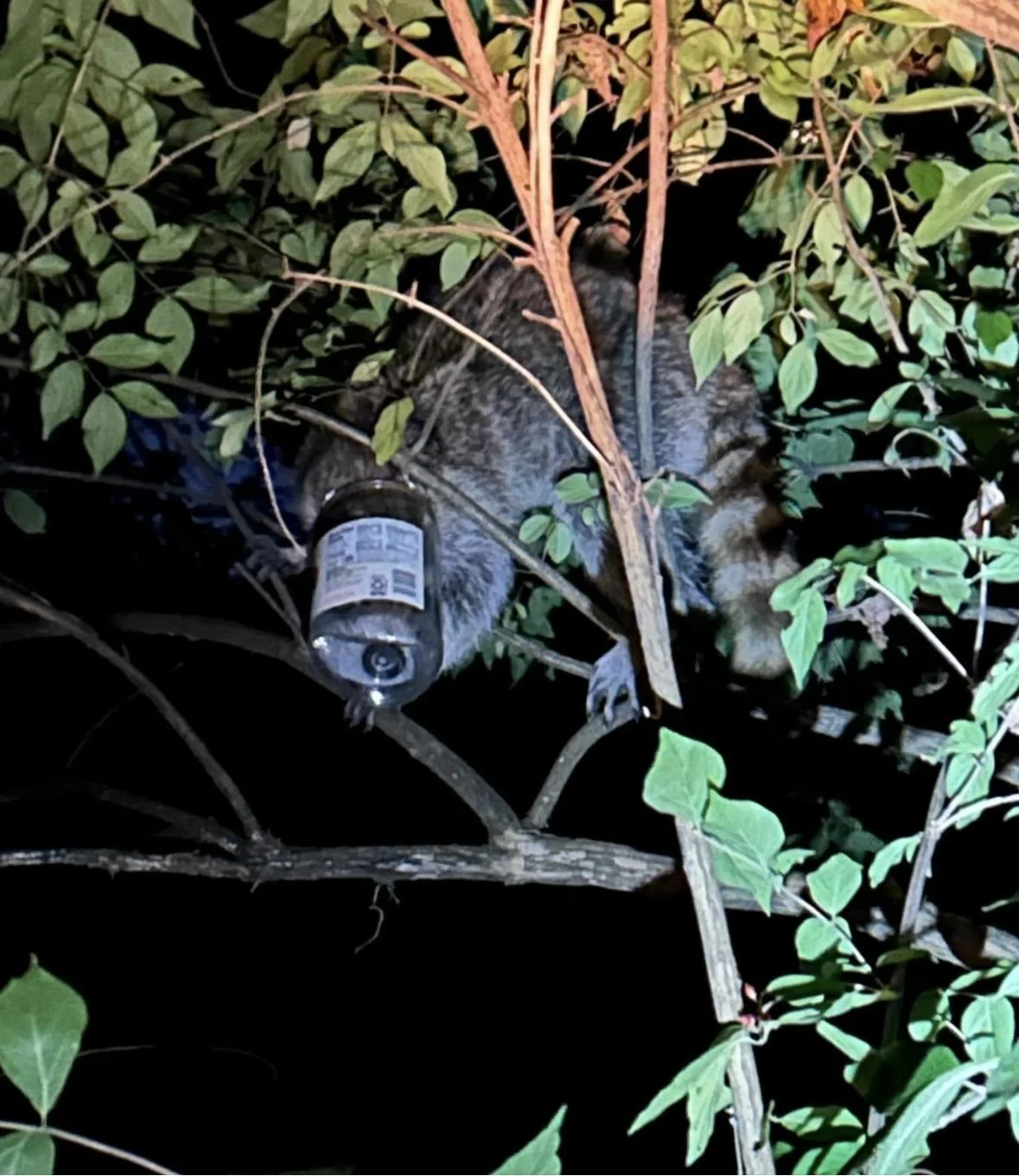 Please rinse cans and jars before throwing them away!  This raccoon was successfully freed but others are not as lucky.
