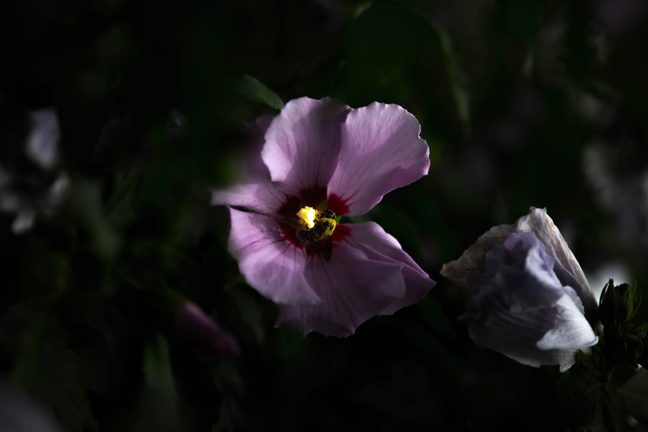 018A3243.jpg