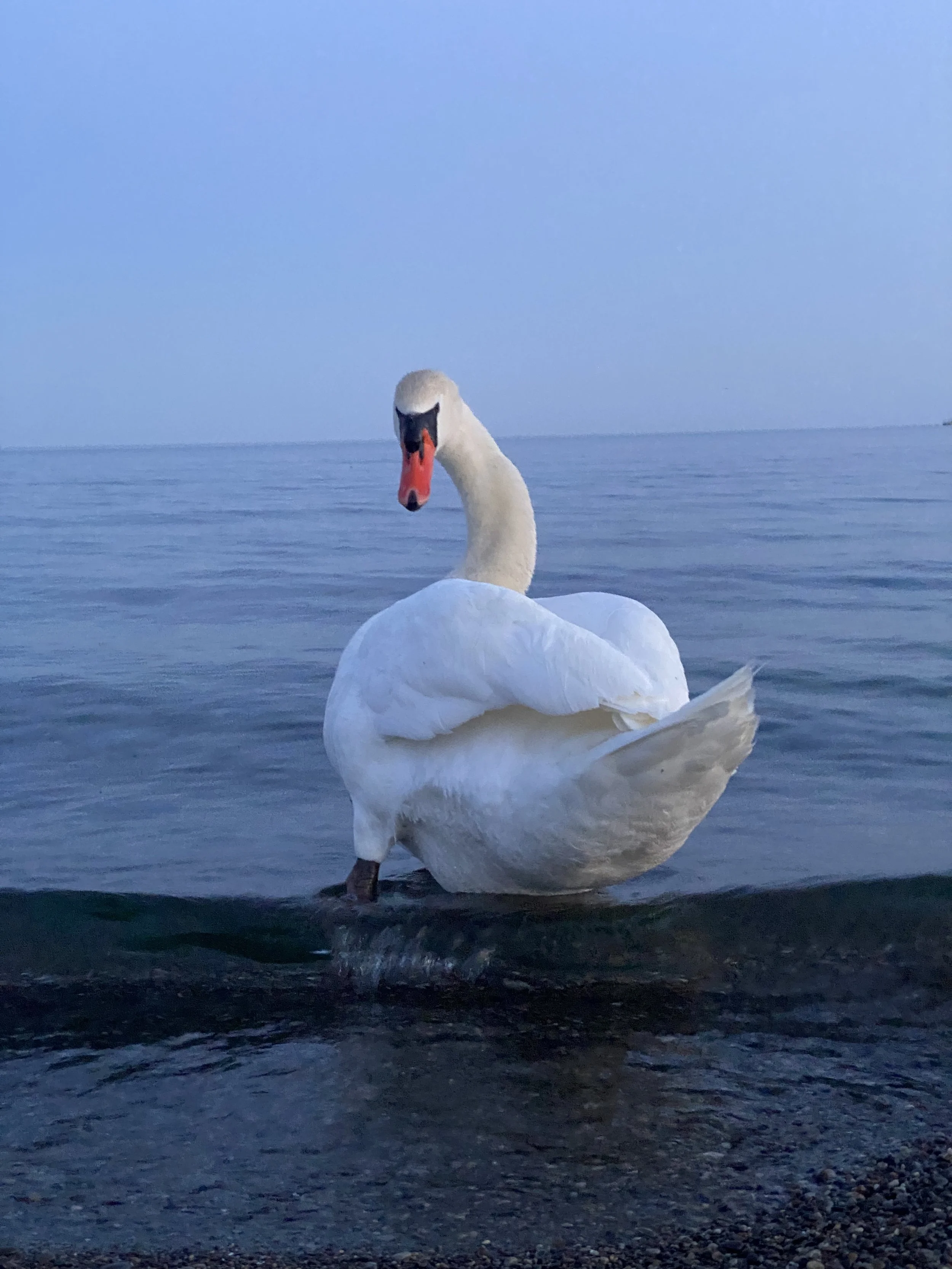 IMG_8456.jpeg