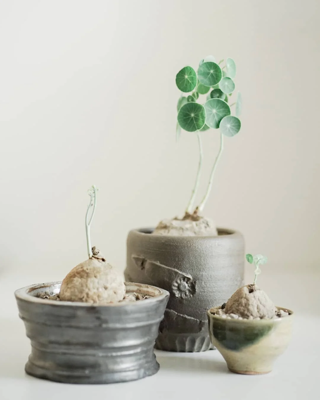 Photo Courtesy of Kultivar