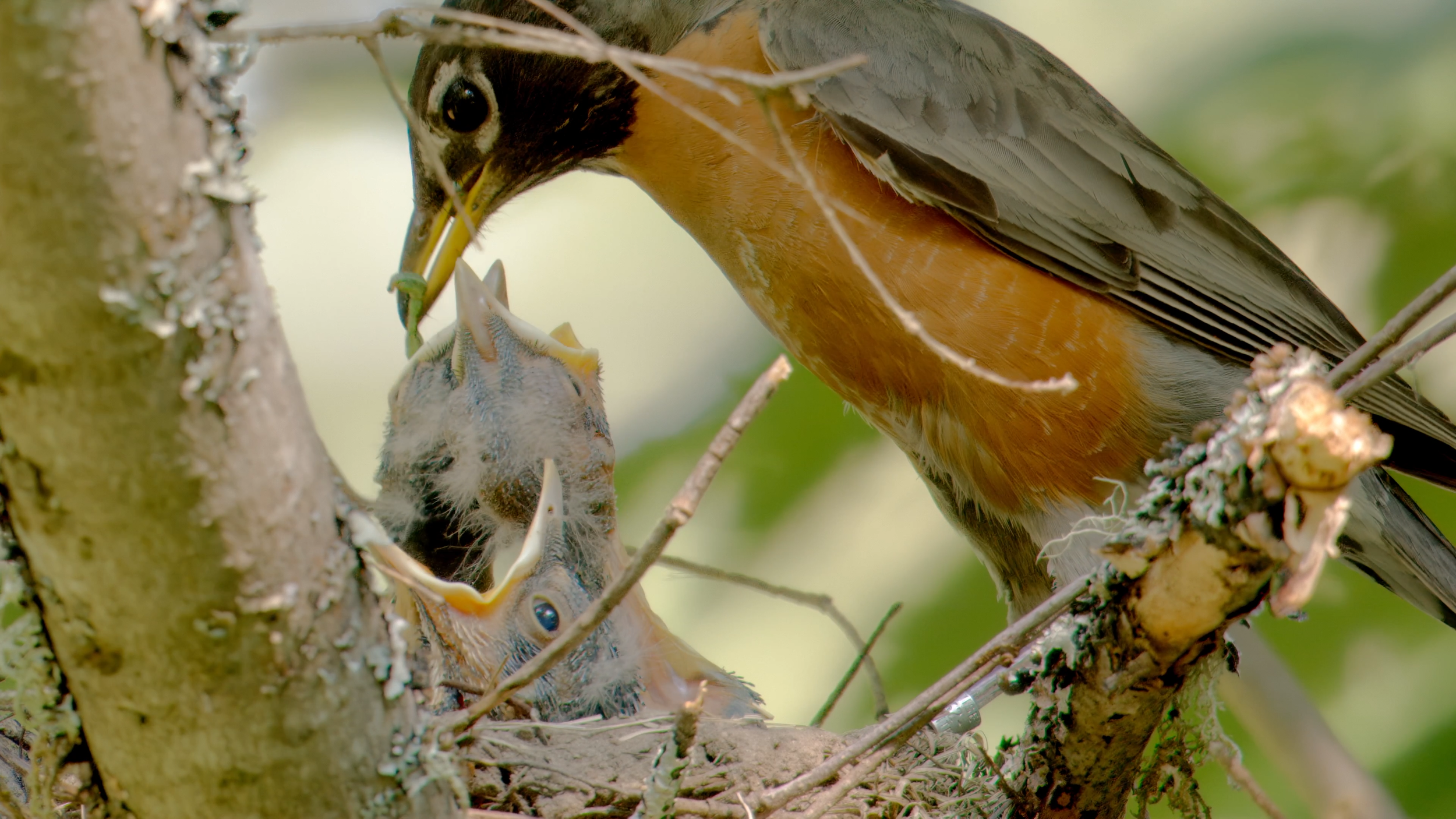 CATEREPILLAR_PROMOTIONAL_STILL_6.png