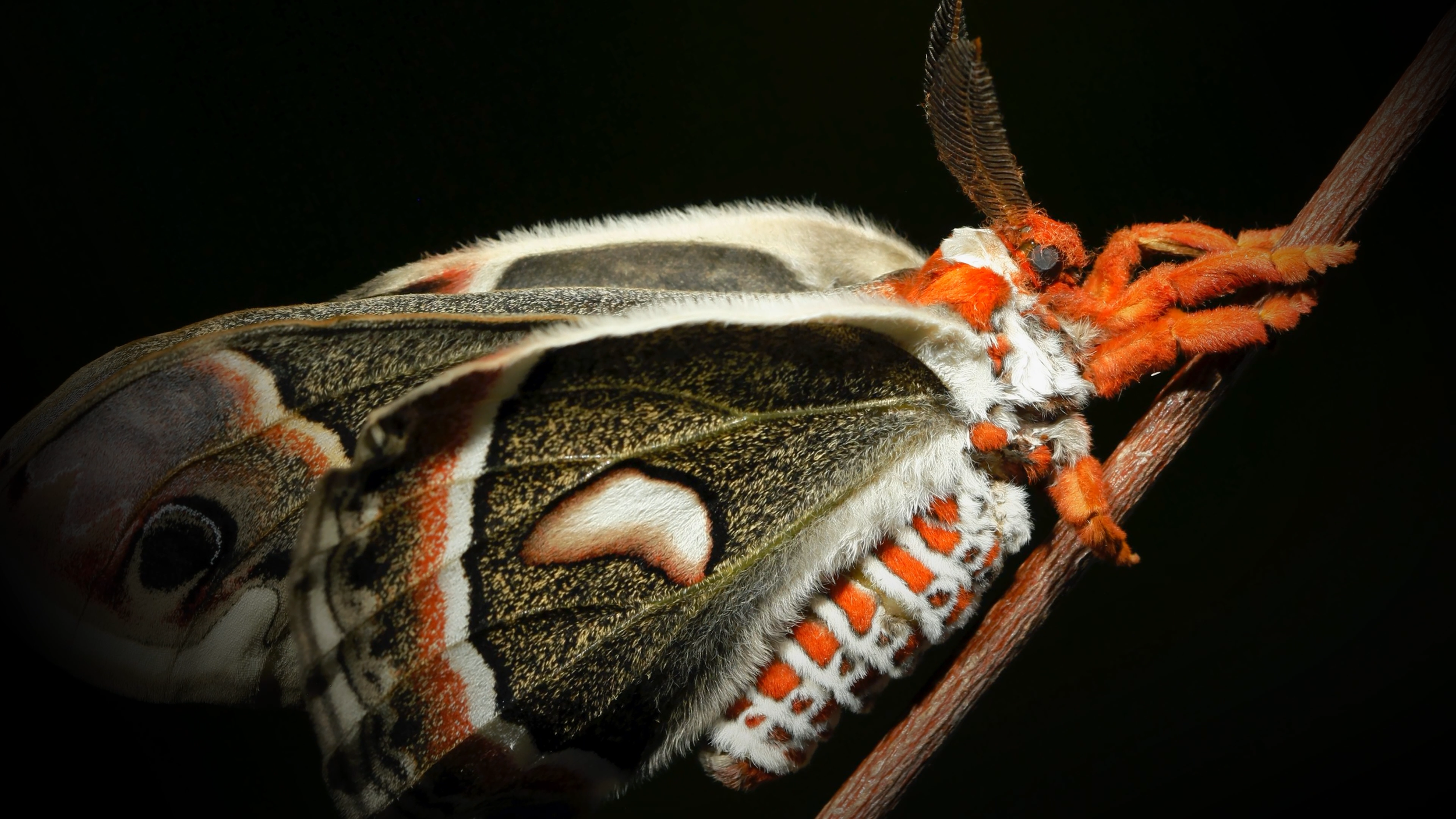 CATEREPILLAR_PROMOTIONAL_STILL_3.png