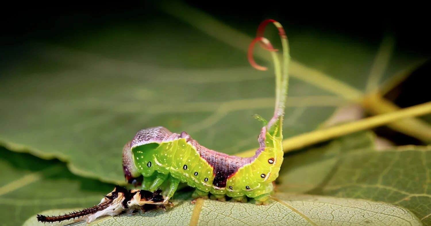 Black Etched Caterpillar (Credit: Same Jaffe)