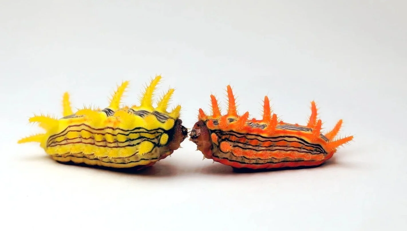 Stinging Rose Caterpillars (Credit: Sam Jaffe)