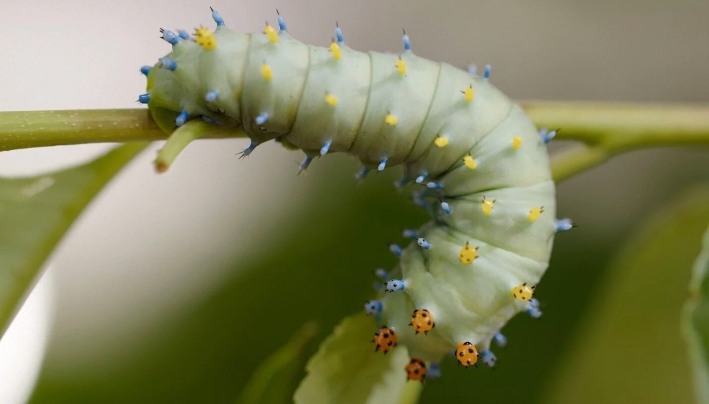 Cecropia Caterpillar (Credit: Caterpillar Films)