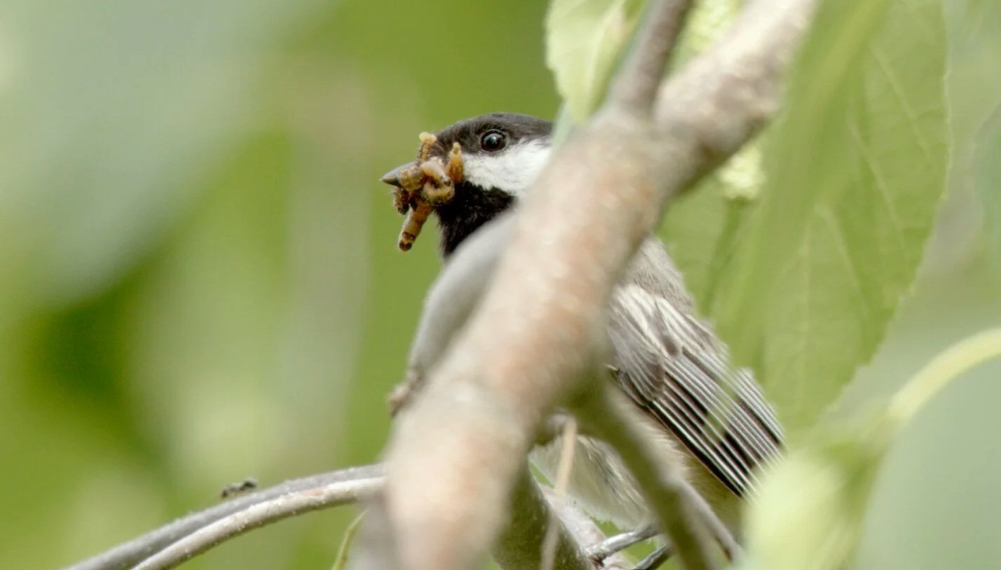 Chickadee with Caterpillars (Credit: Hugo Kitching)